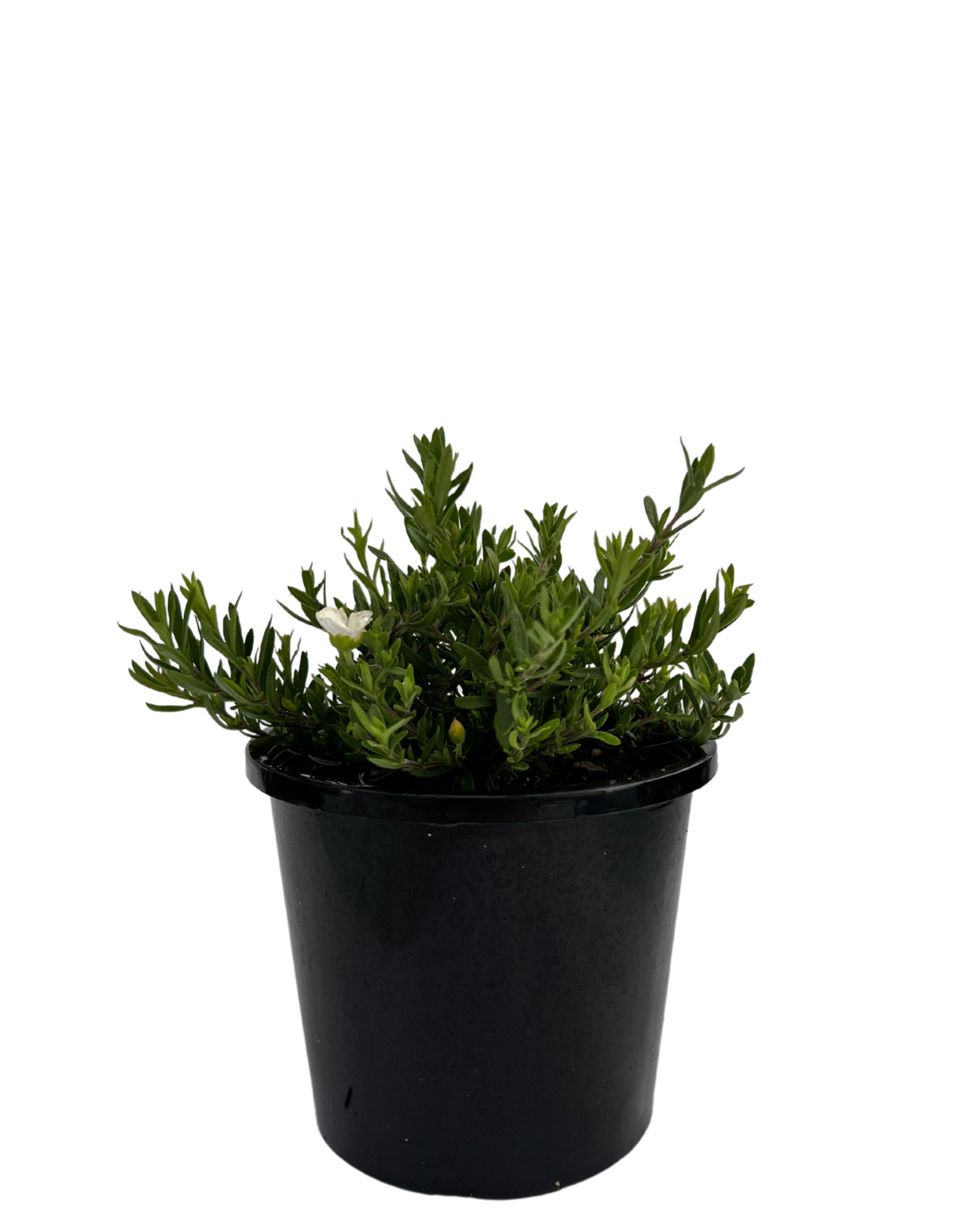 Mountain Sandwort - Arenaria Montana
