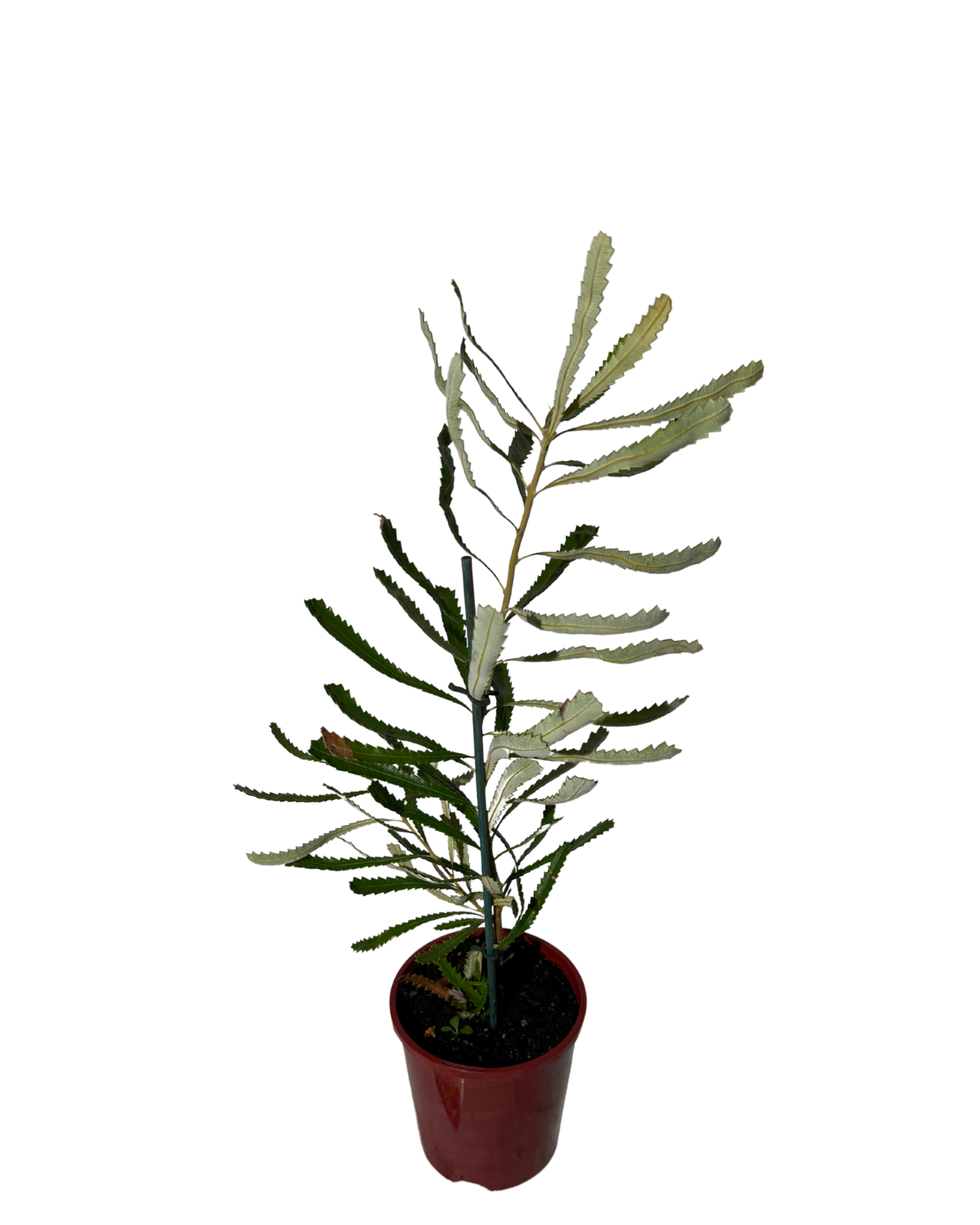 Banksia Attenuata