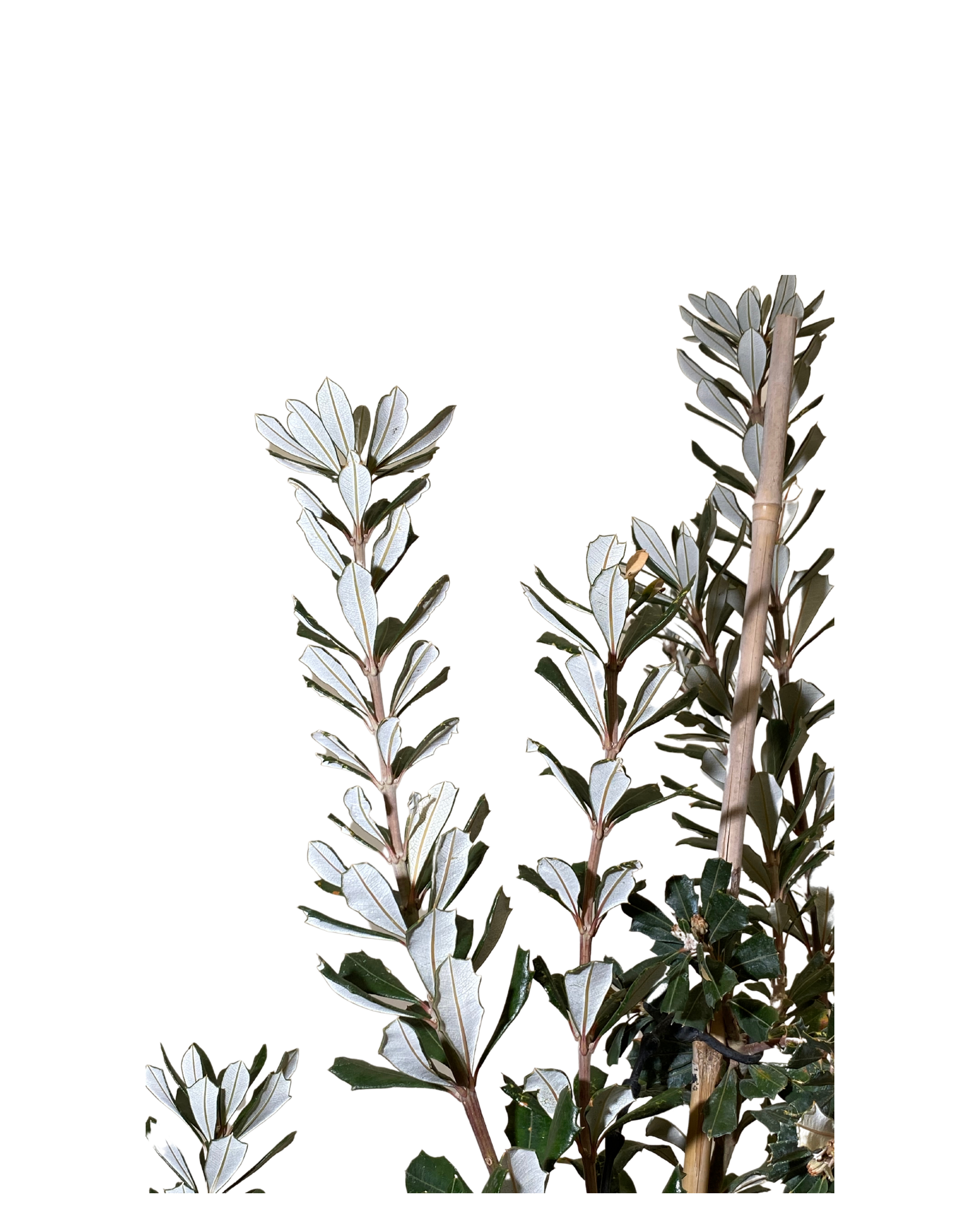 Banksia Integrifolia Sentinel