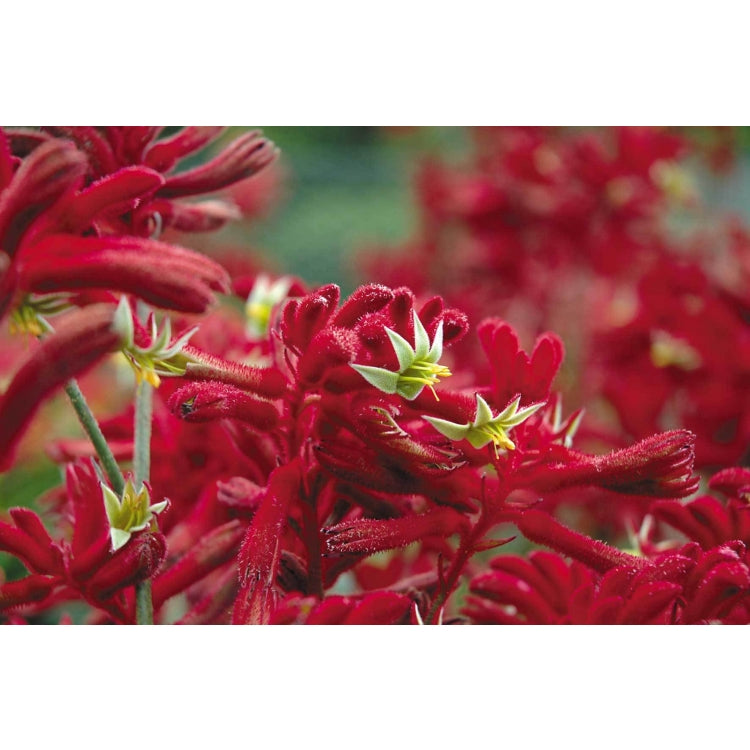 Kangaroo Paw - Anigozanthos Bush Fury