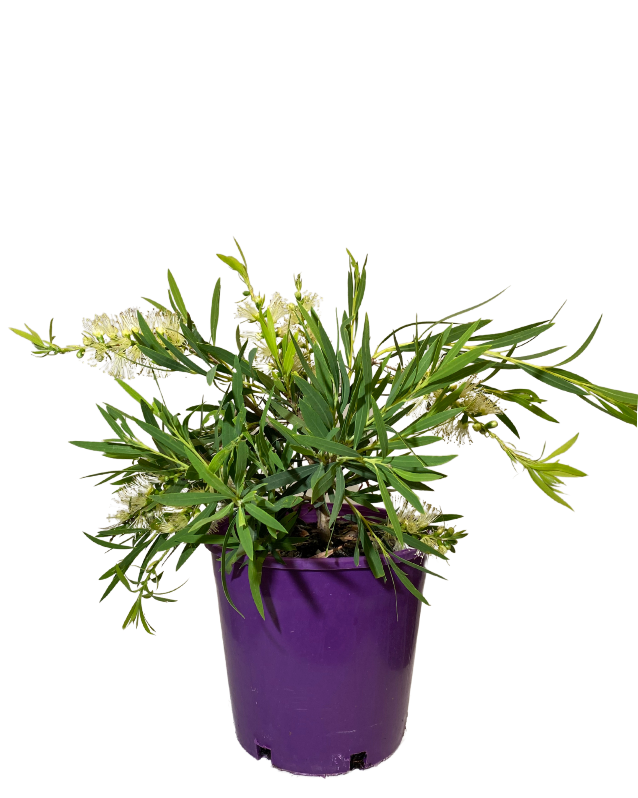 Callistemon Viminalis Wilderness White