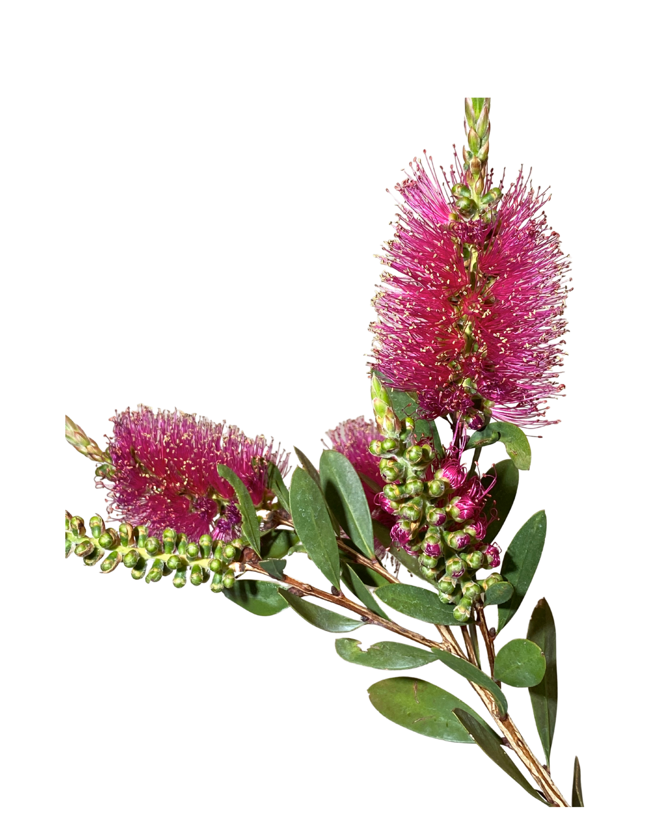 Bottlebrush - Callistemon Pallidus x Cittinus Hot Pink