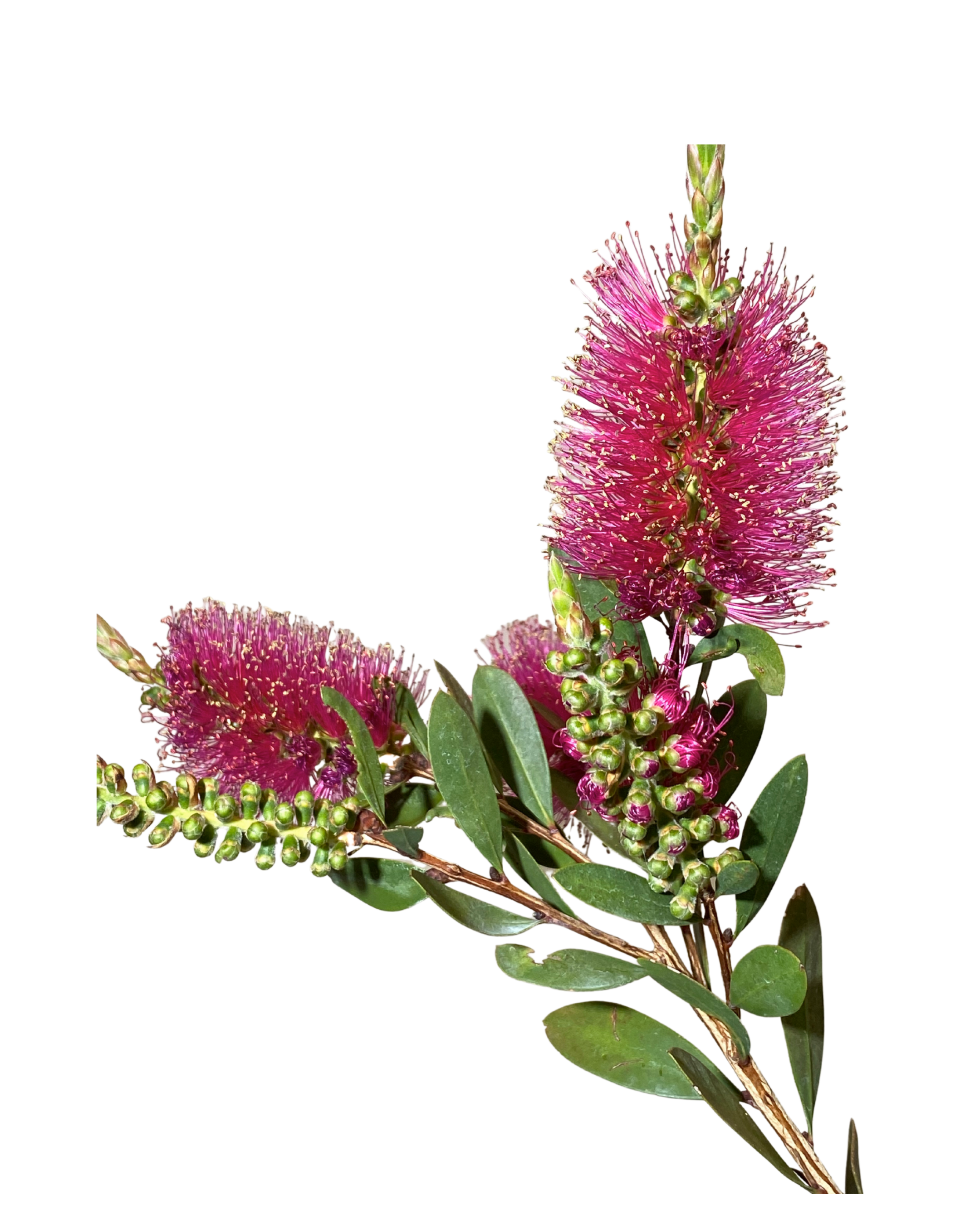 Callistemon Pallidus x Cittinus Hot Pink