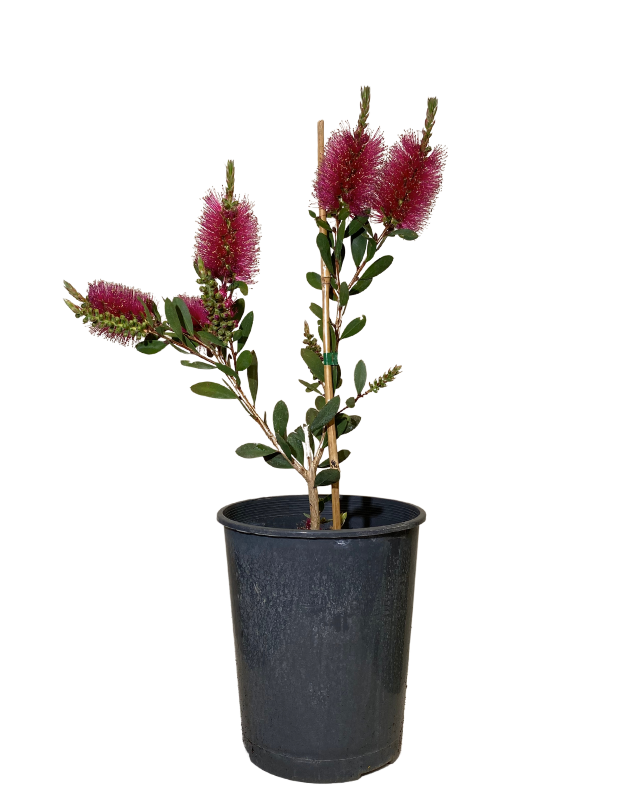 Bottlebrush - Callistemon Pallidus x Cittinus Hot Pink
