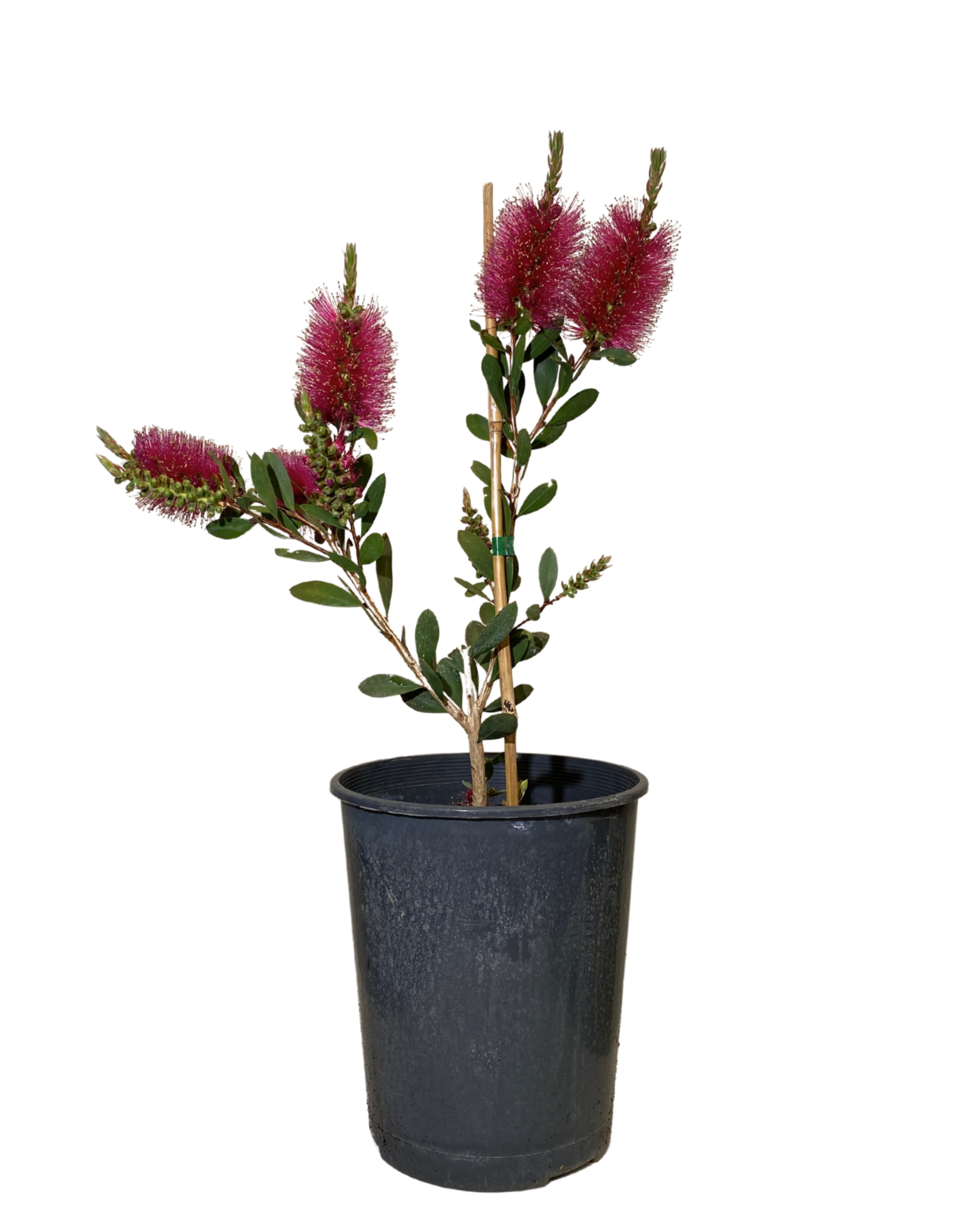 Callistemon Pallidus x Cittinus Hot Pink