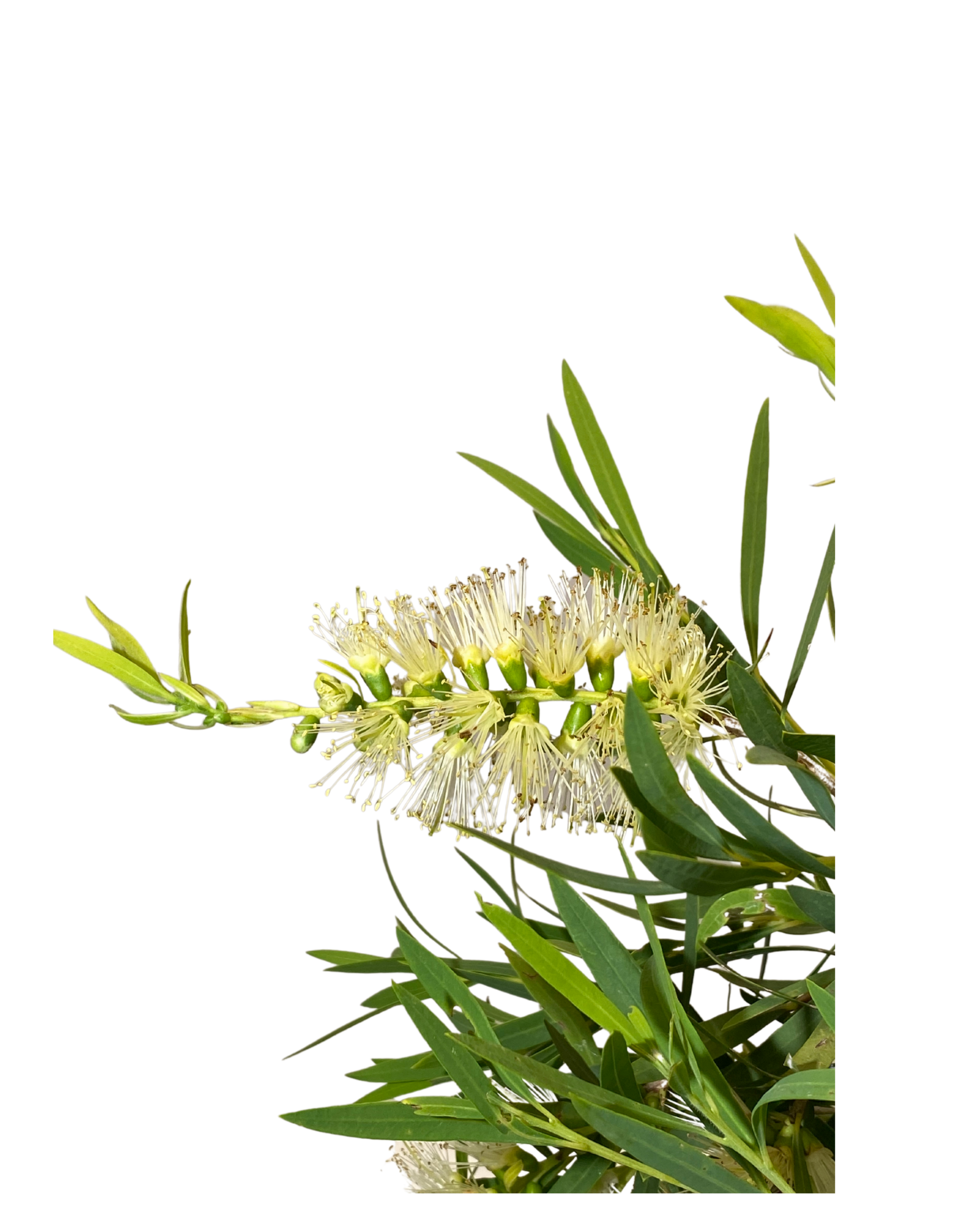 Callistemon Viminalis Wilderness White