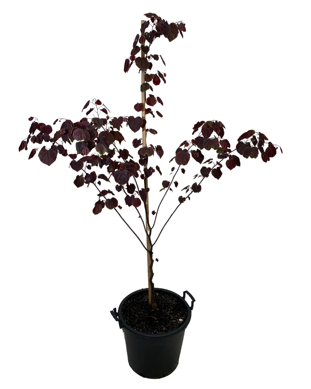 Cercis Canadensis Forest Pansy