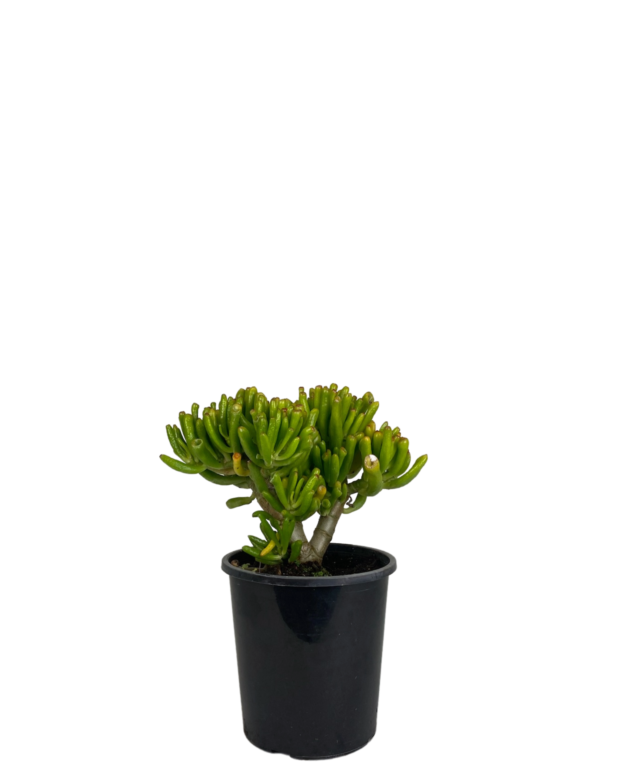 Crassula Ovata Gollum