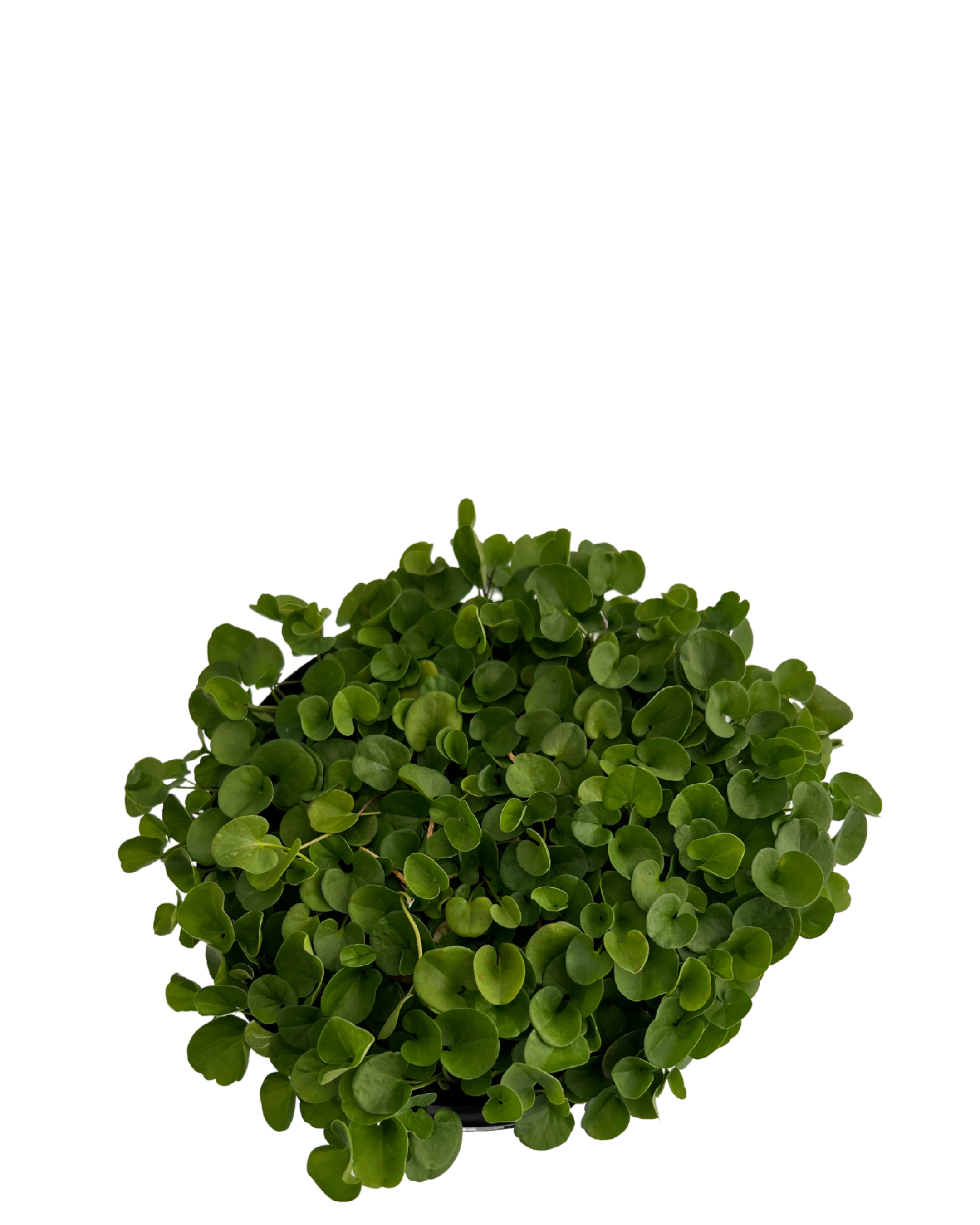 Dichondra repens