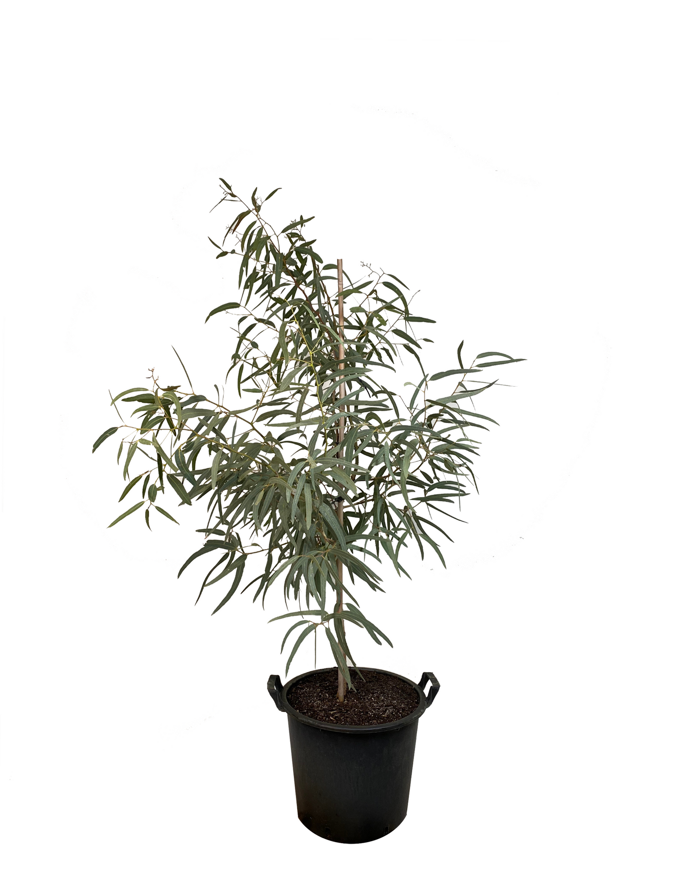 Eucalyptus Victrix Snow Queen | Native Plant Perth | Waldecks