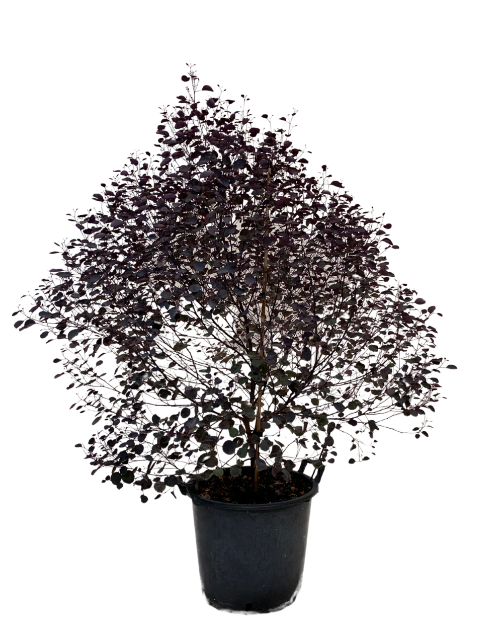 Eucalyptus Vintage Red