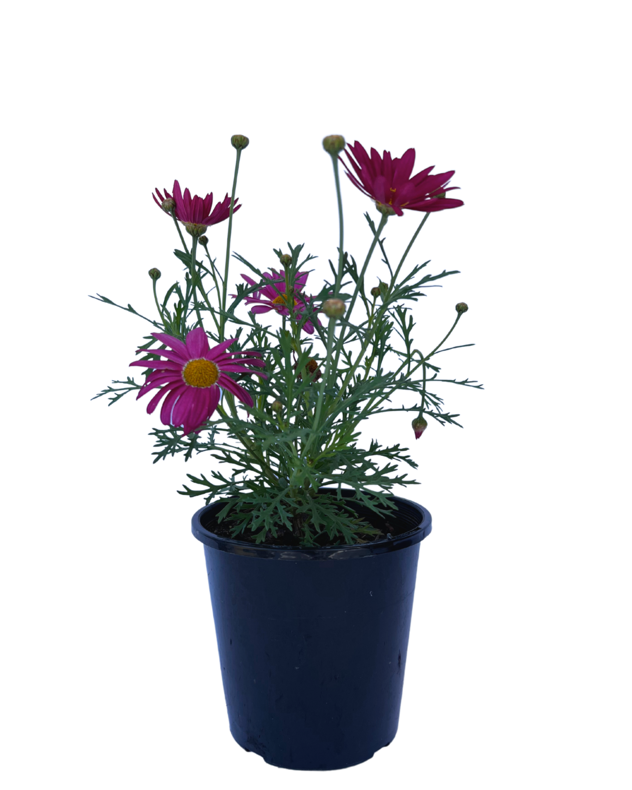 Federation Daisies - Argyranthemum Superior Purple