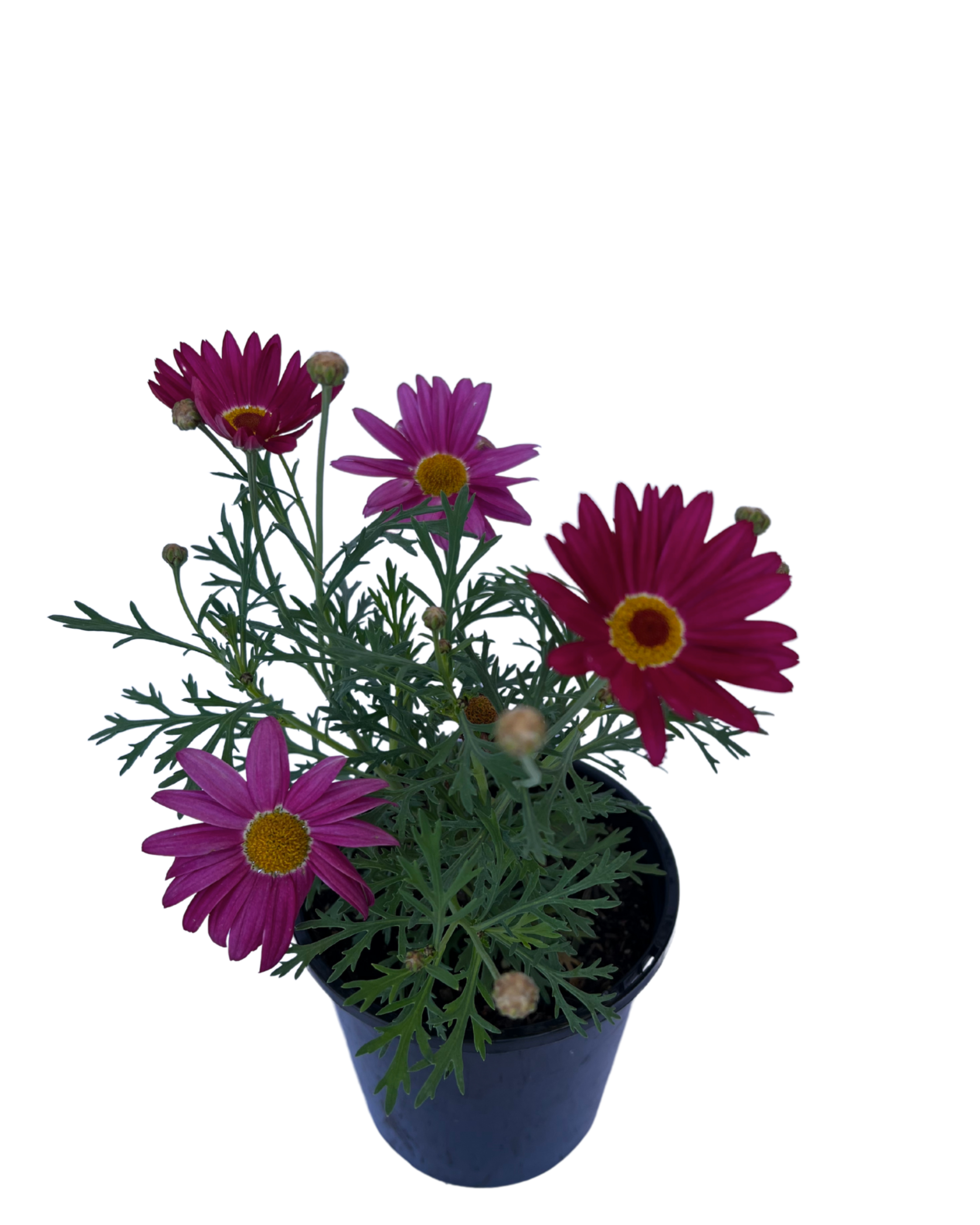 Federation Daisies - Argyranthemum Superior Purple