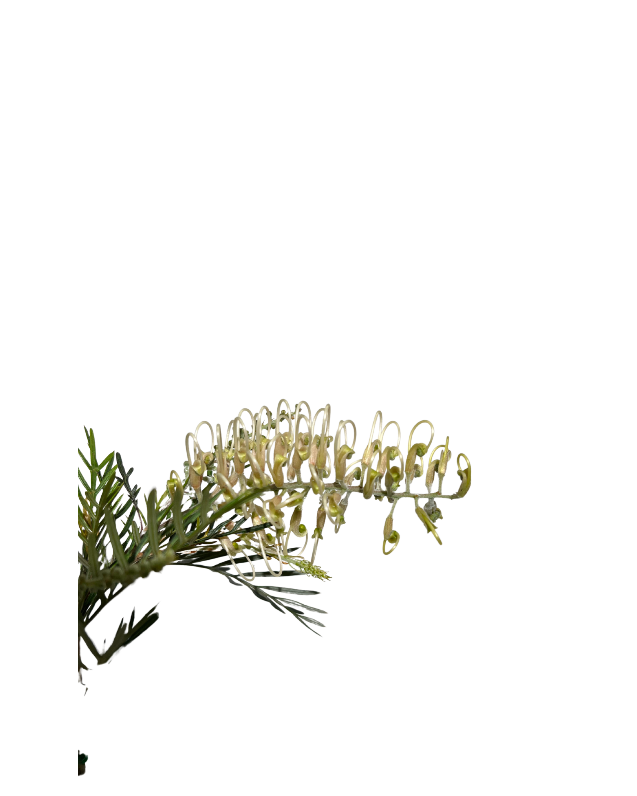 Grevillea Ivory Whip Grafted