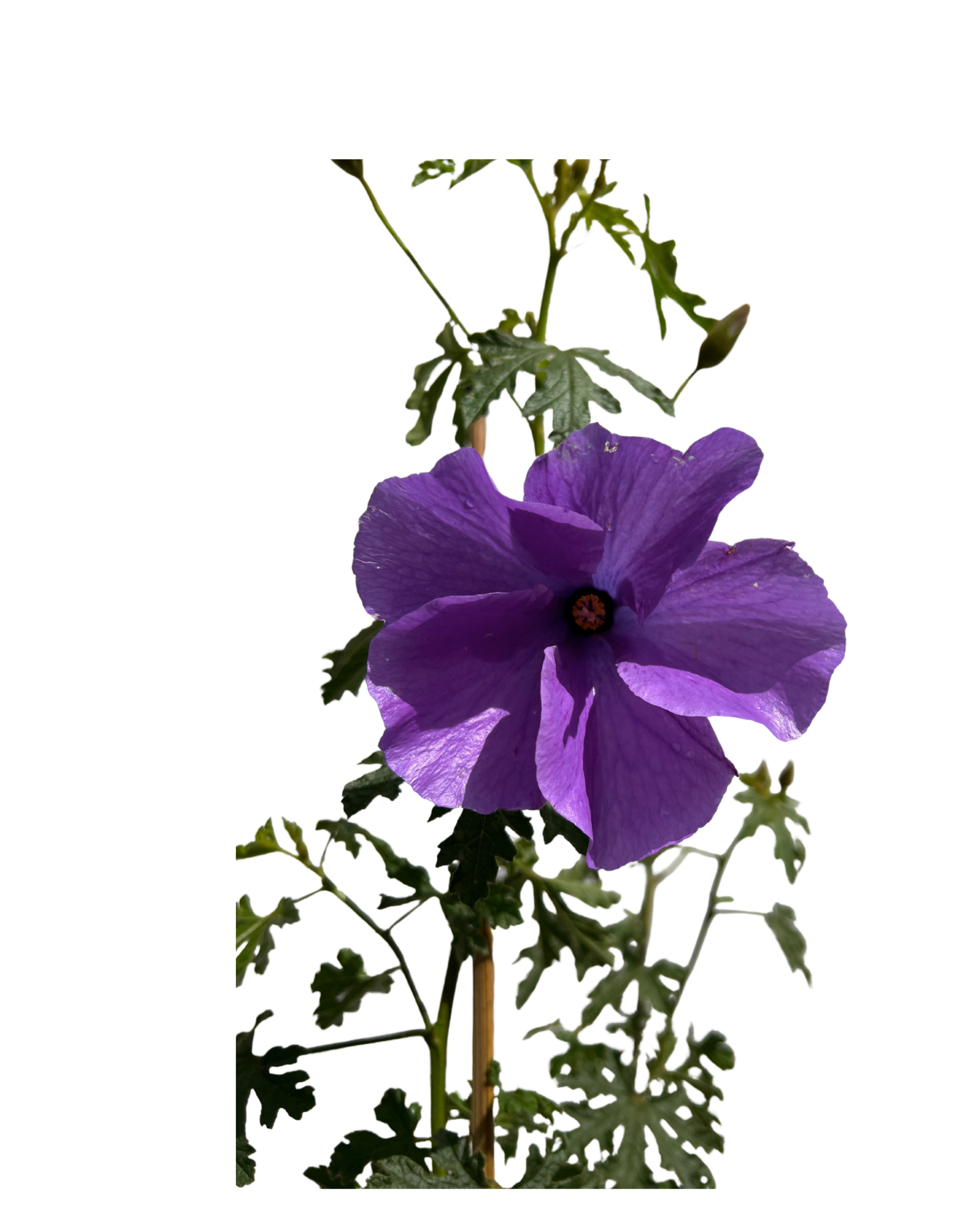 Native Hibiscus - Alyogyne West Coast Gem