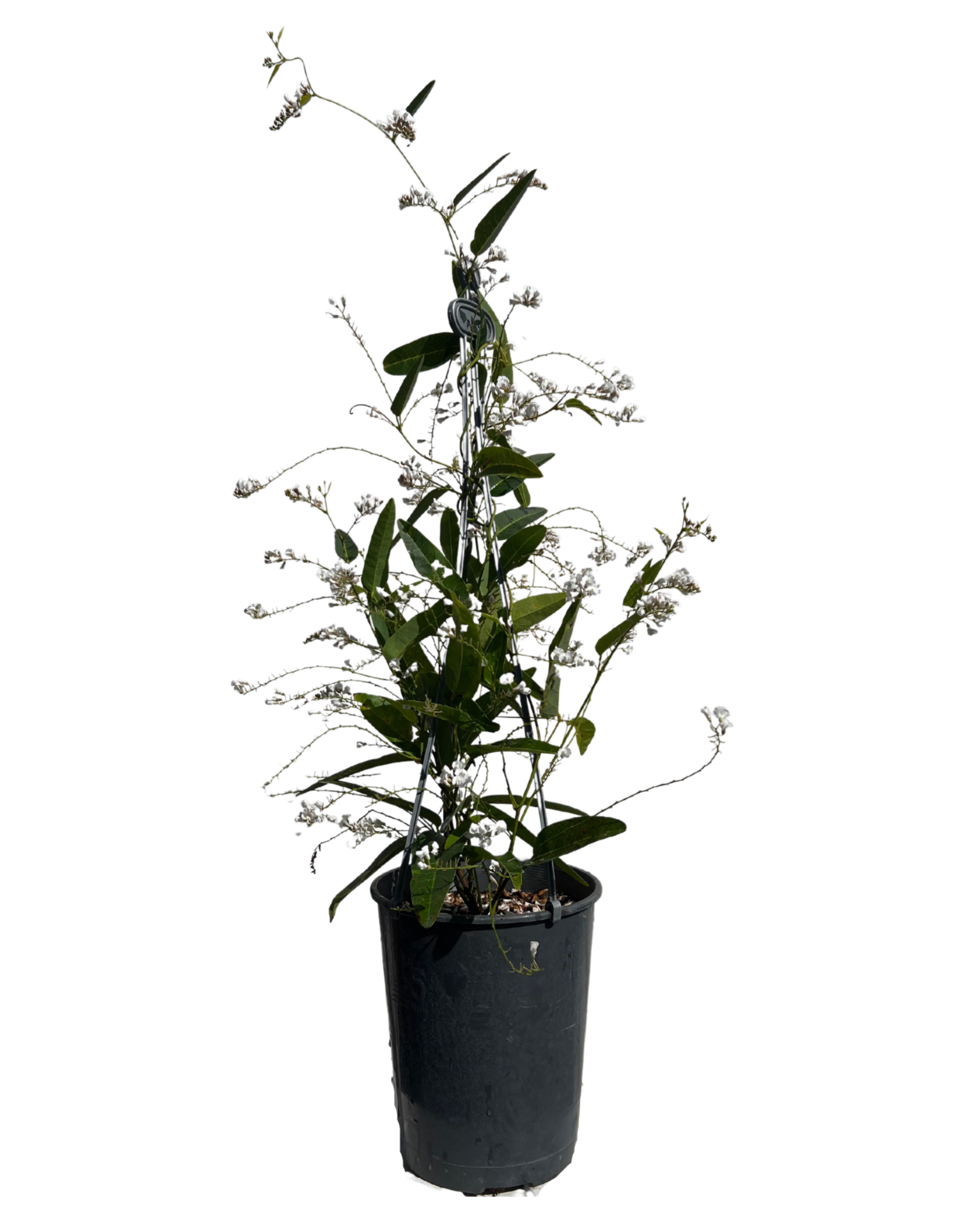 Hardenbergia White Out