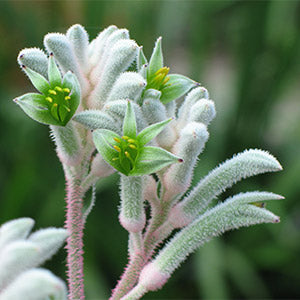 Kangaroo Paw - Anigozanthos Bush Diamond