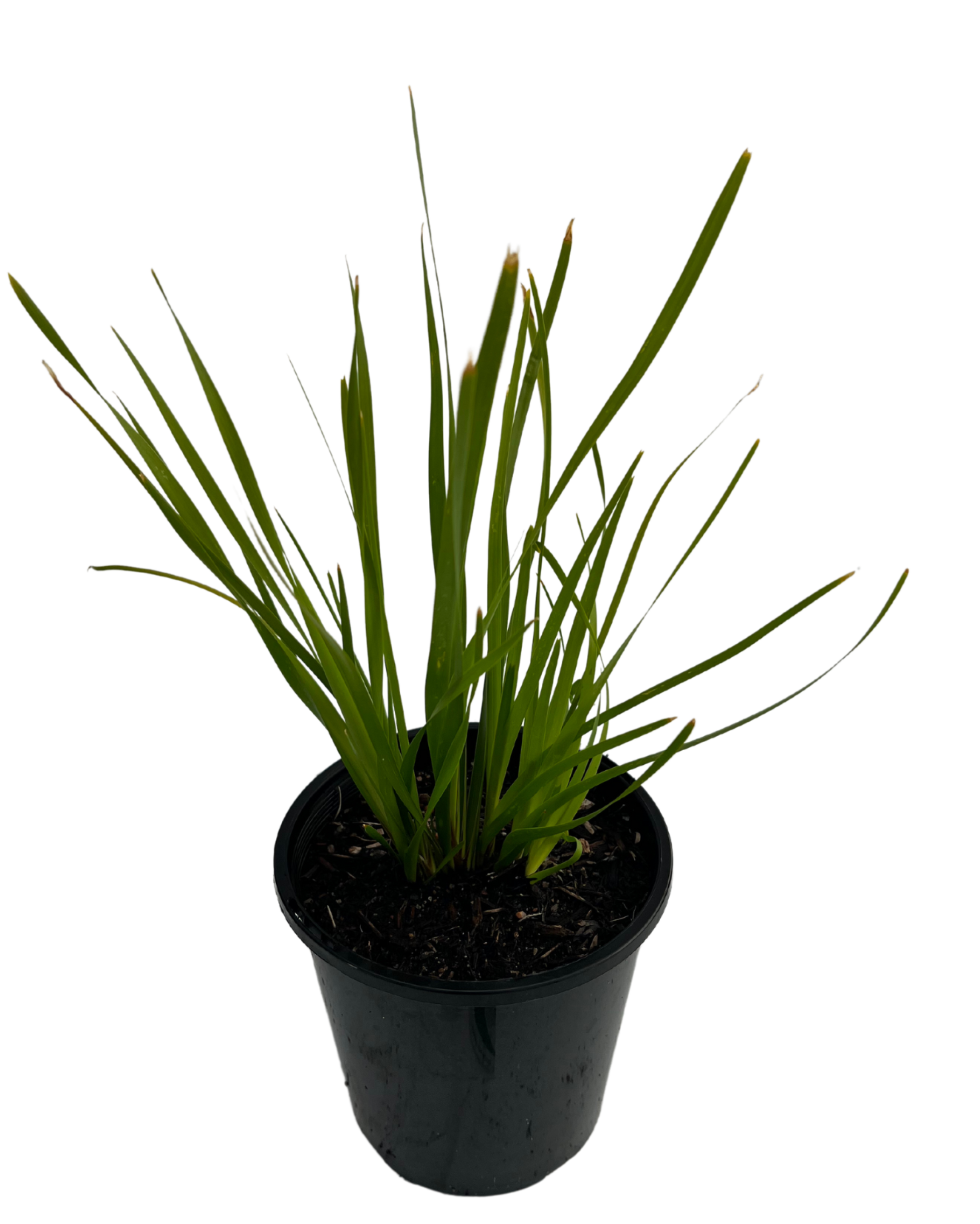 Lomandra Katrinus Deluxe