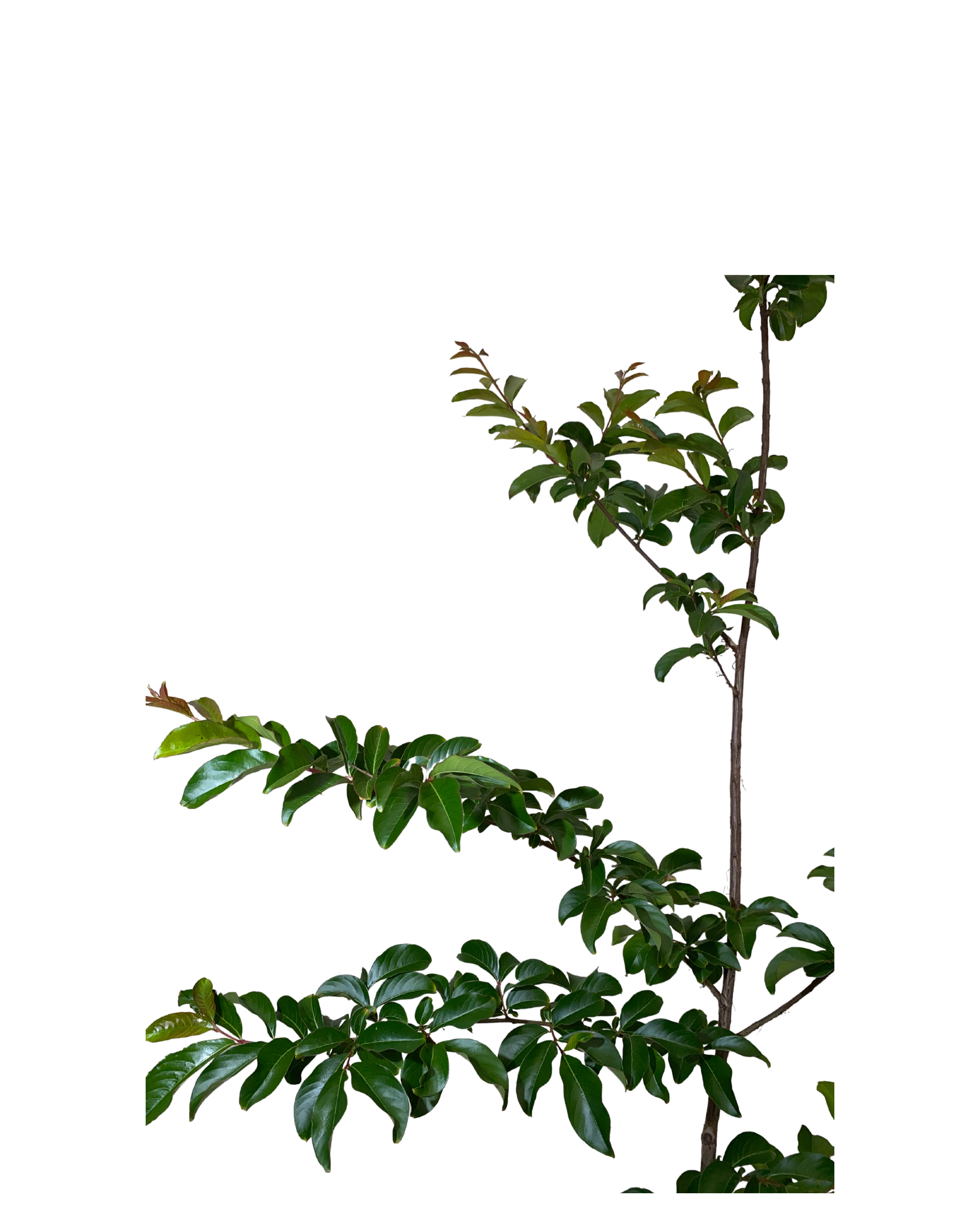 Crepe Myrtle - Lagerstroemia Indica Biloxi