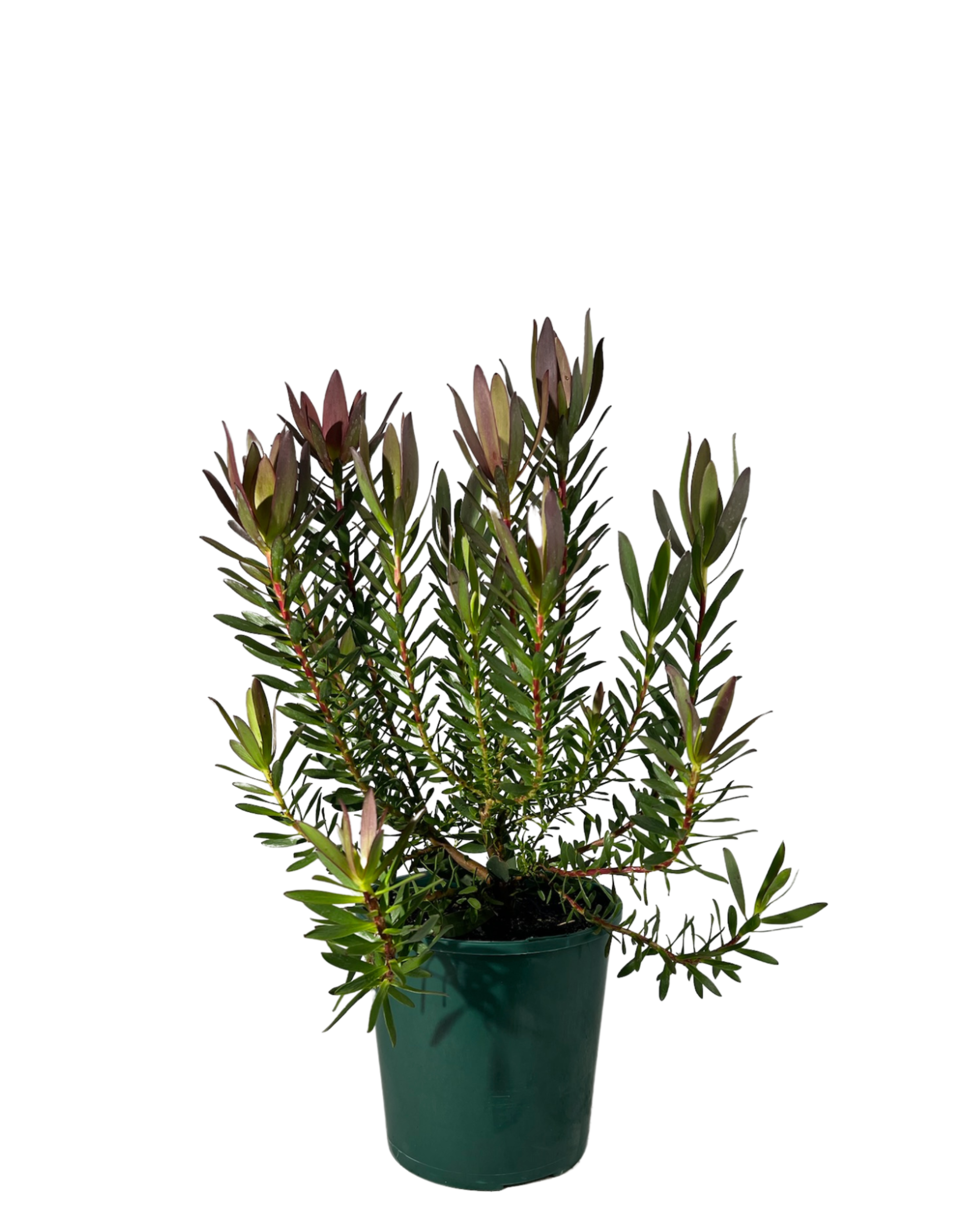 Leucadendron Safari Sunset