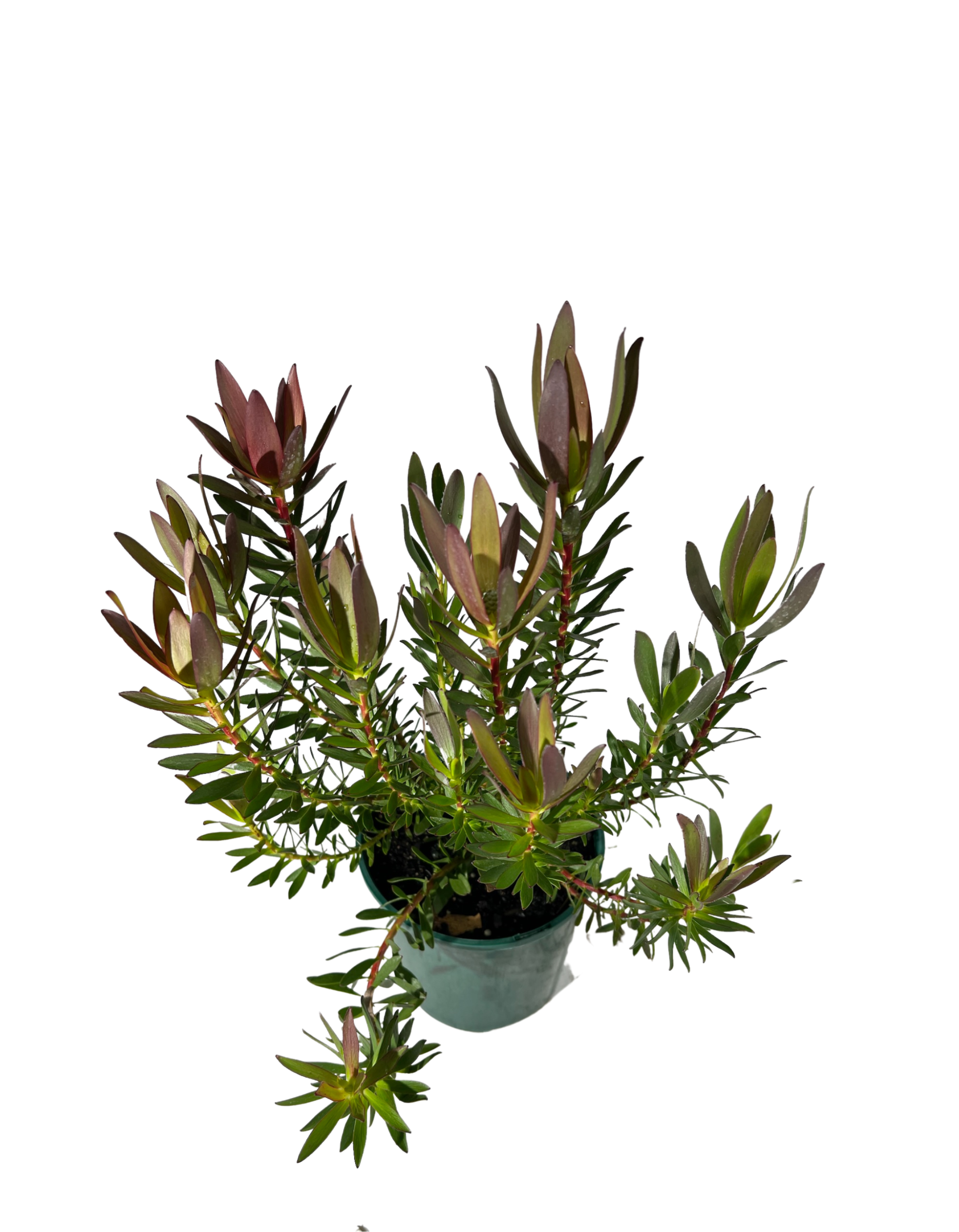 Leucadendron Safari Sunset