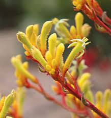 Kangaroo Paw - Anigozanthos Landscape Gold