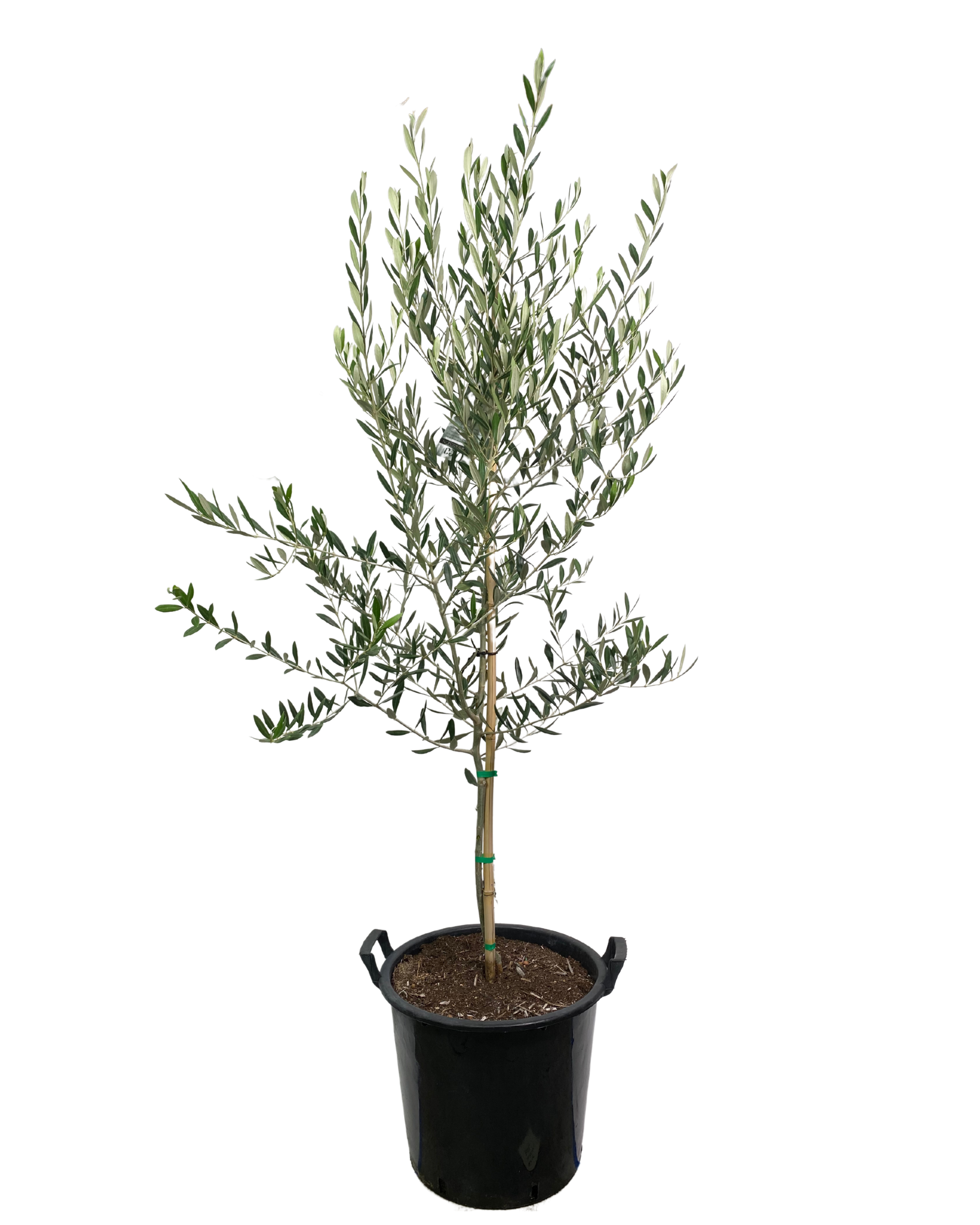 Olive - Olea Europaea