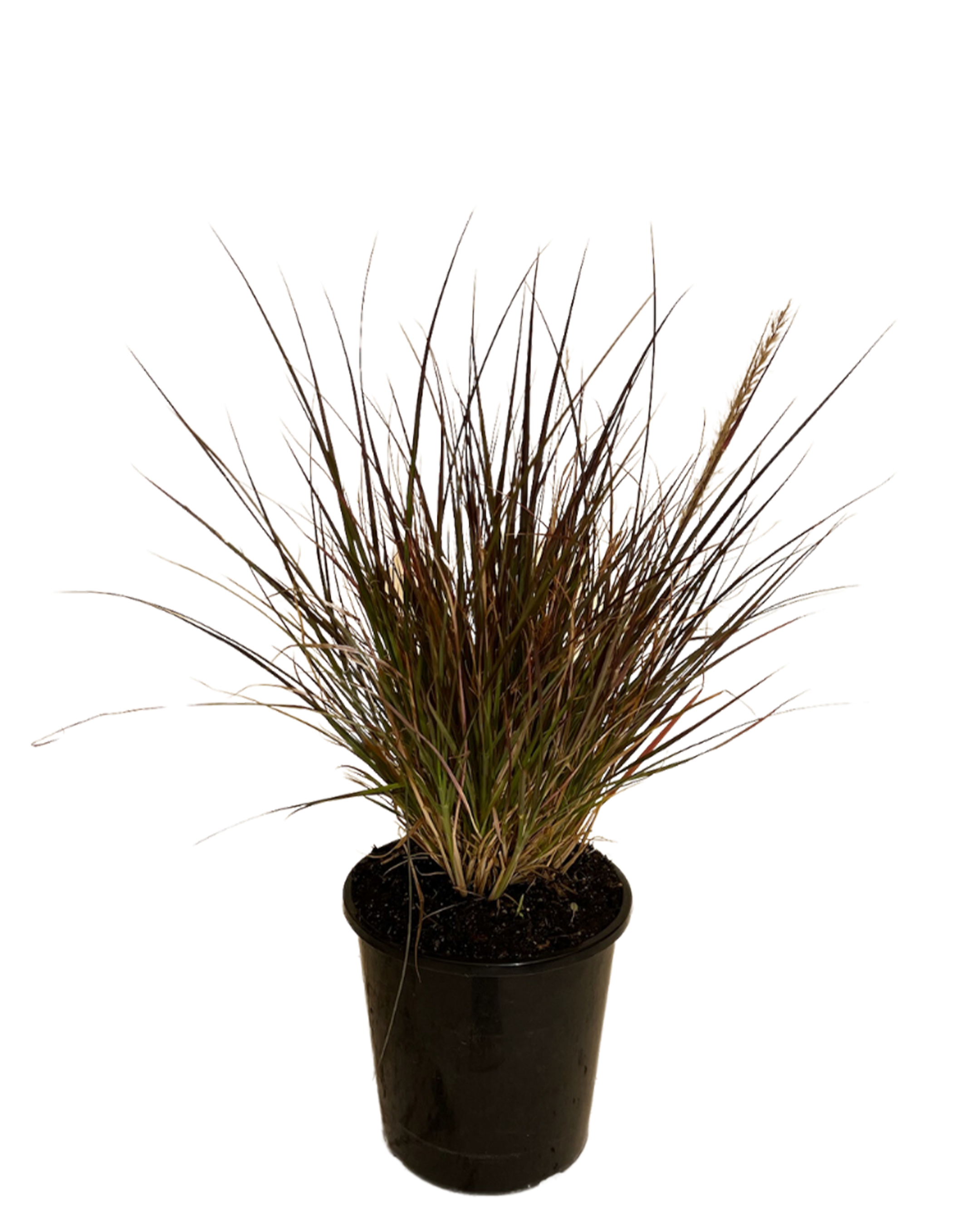 Pennisetum Rubra Dwarf