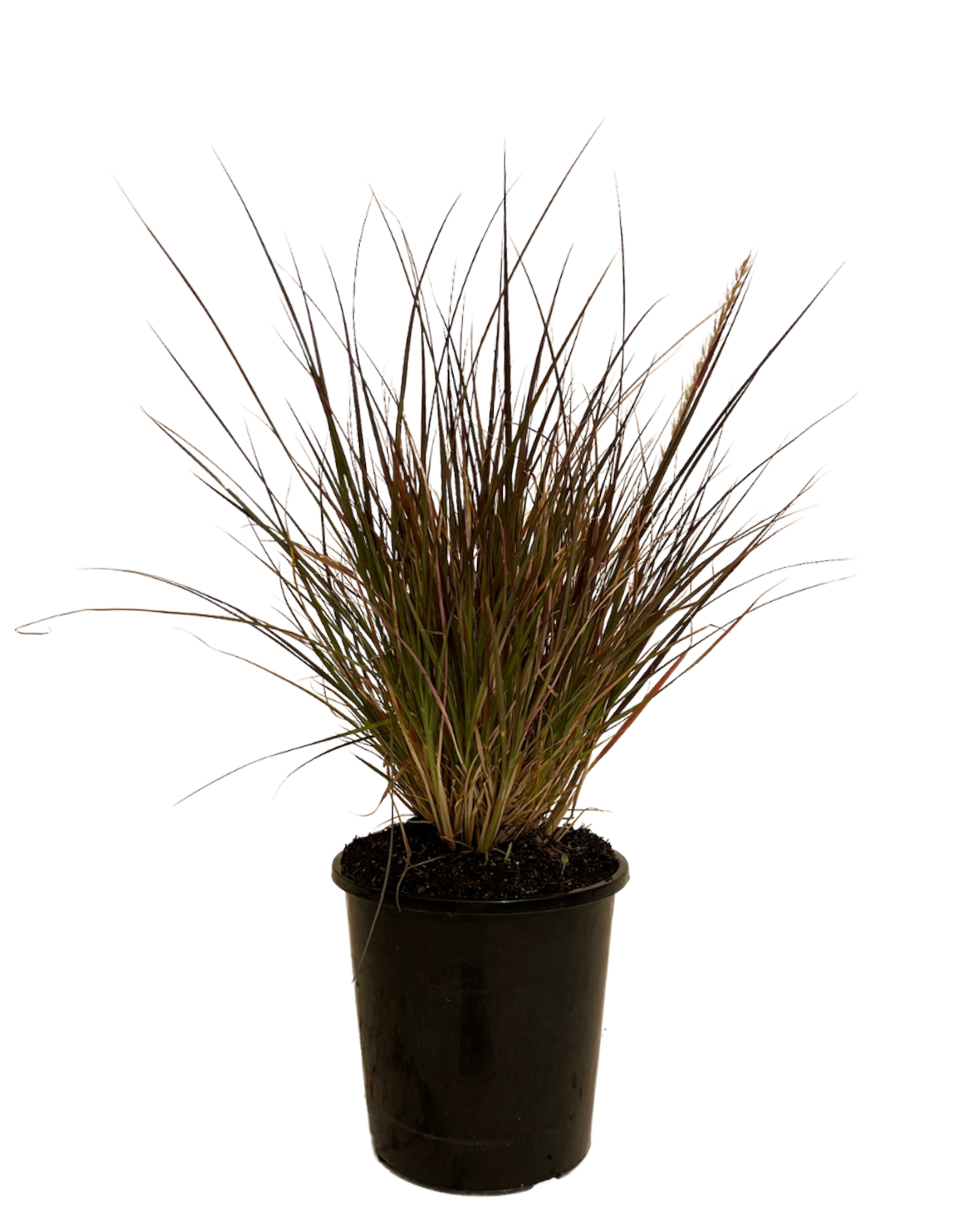 Pennisetum Rubra Dwarf