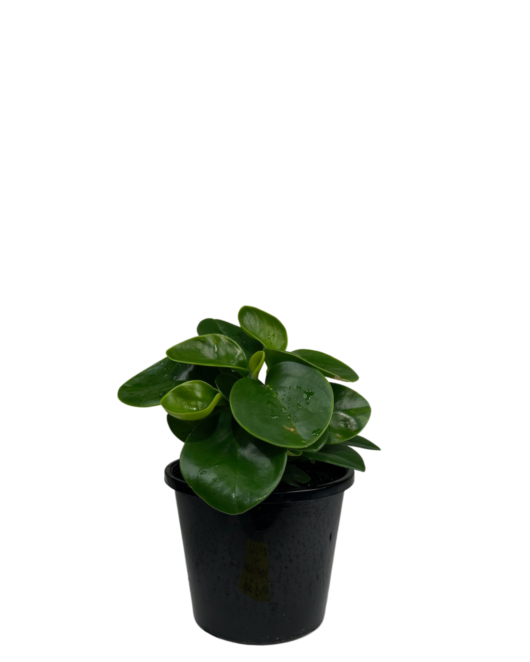 Peperomia Obtusifolia