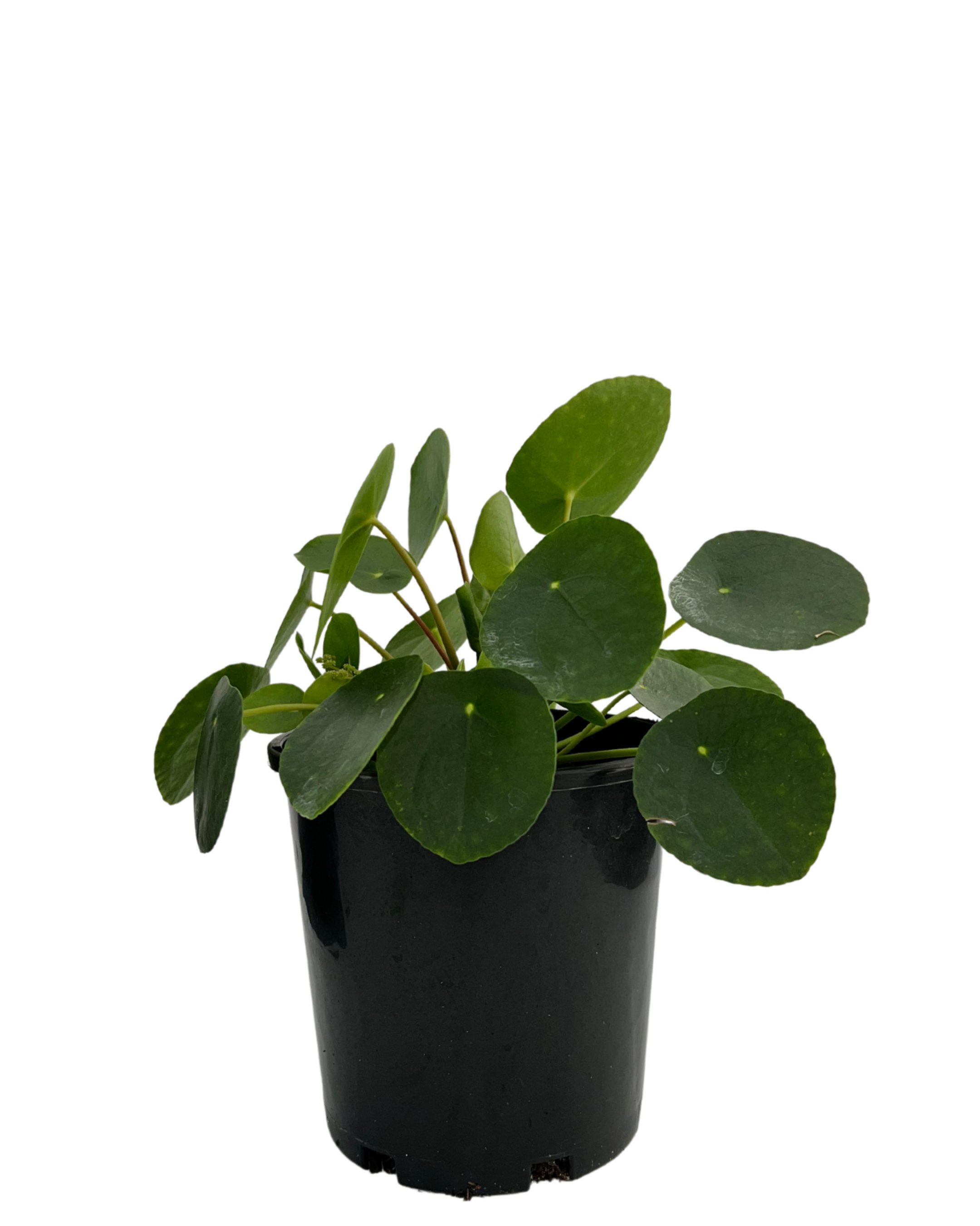 Pilea Peperomoides