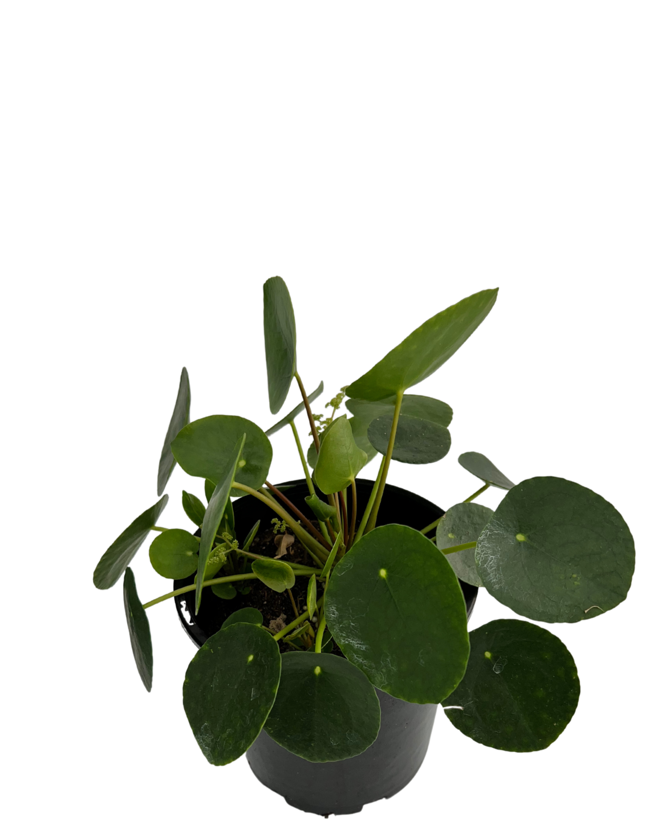 Pilea Peperomoides