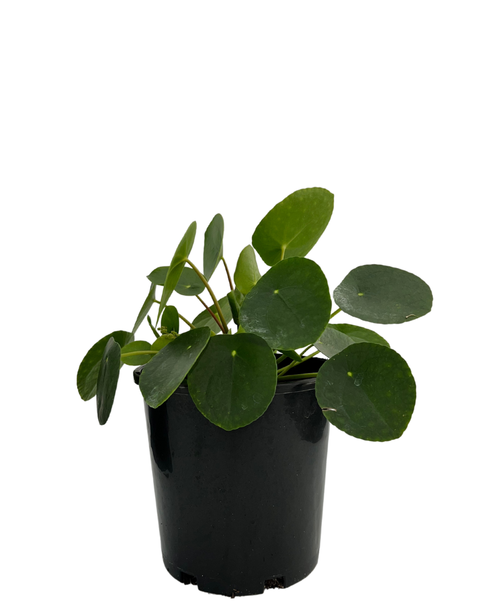 pilea-peperomoides