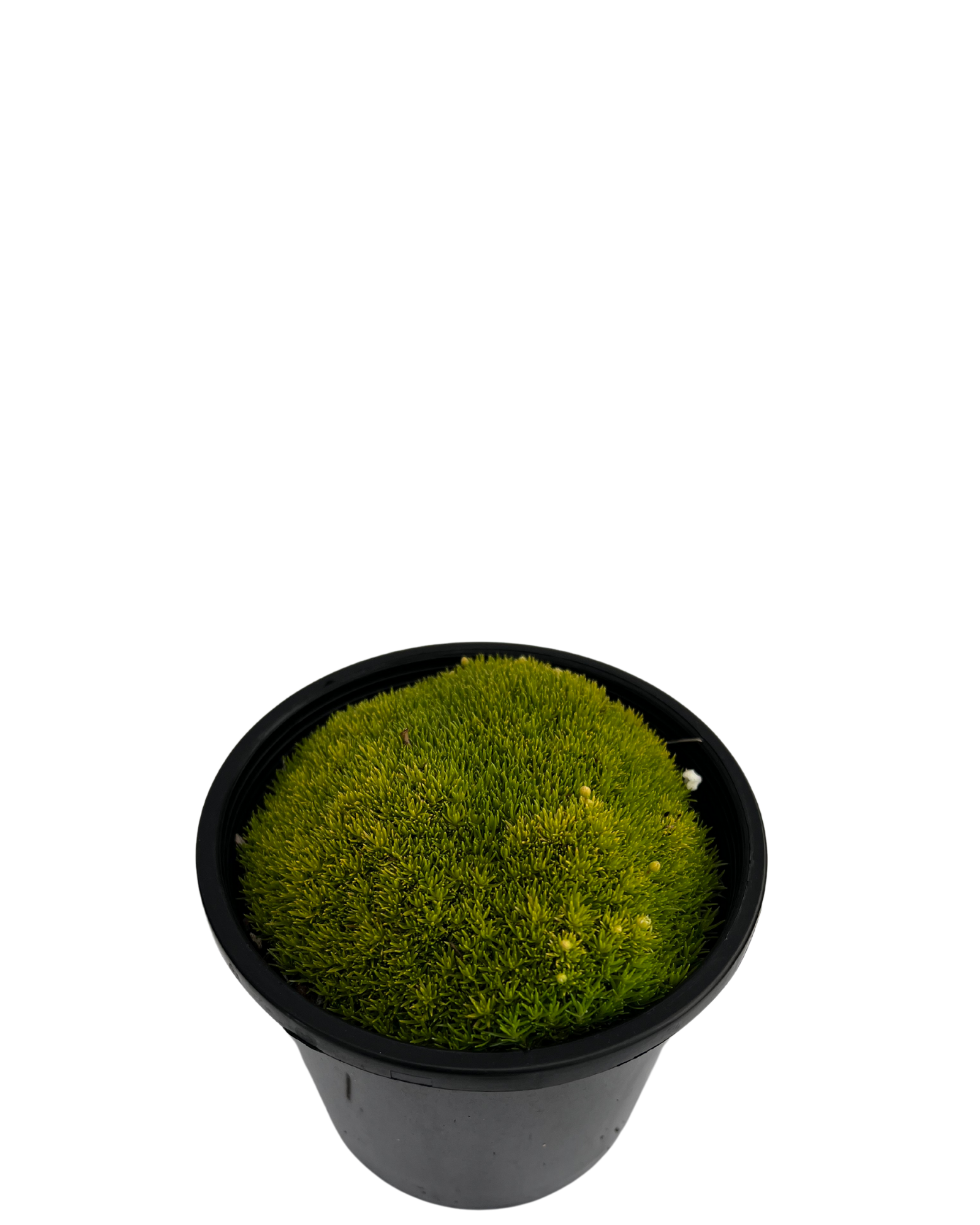 Golden Pearlwort Scotch Moss - Sagina Subluata Aurea