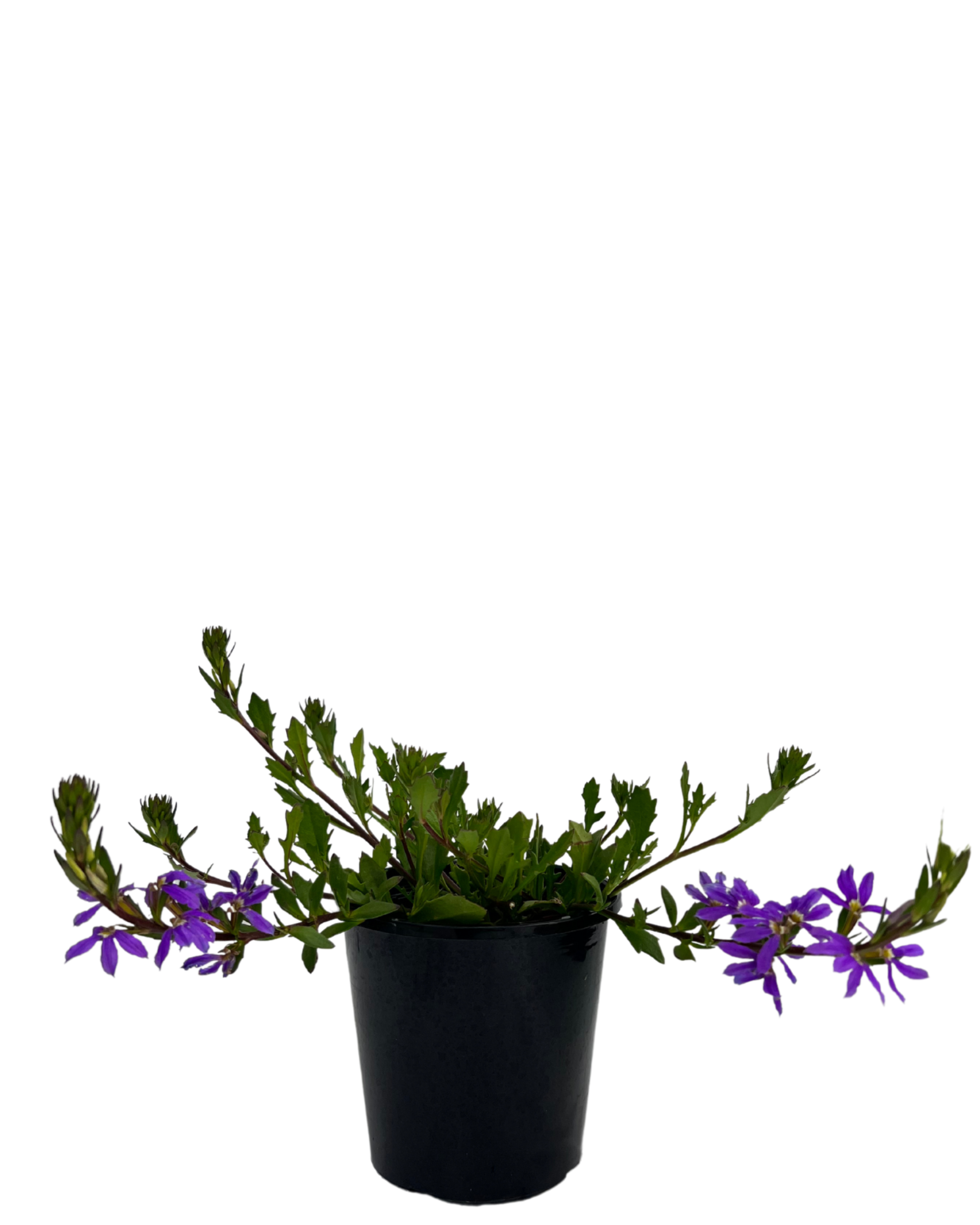 Scaevola Fairy Blue