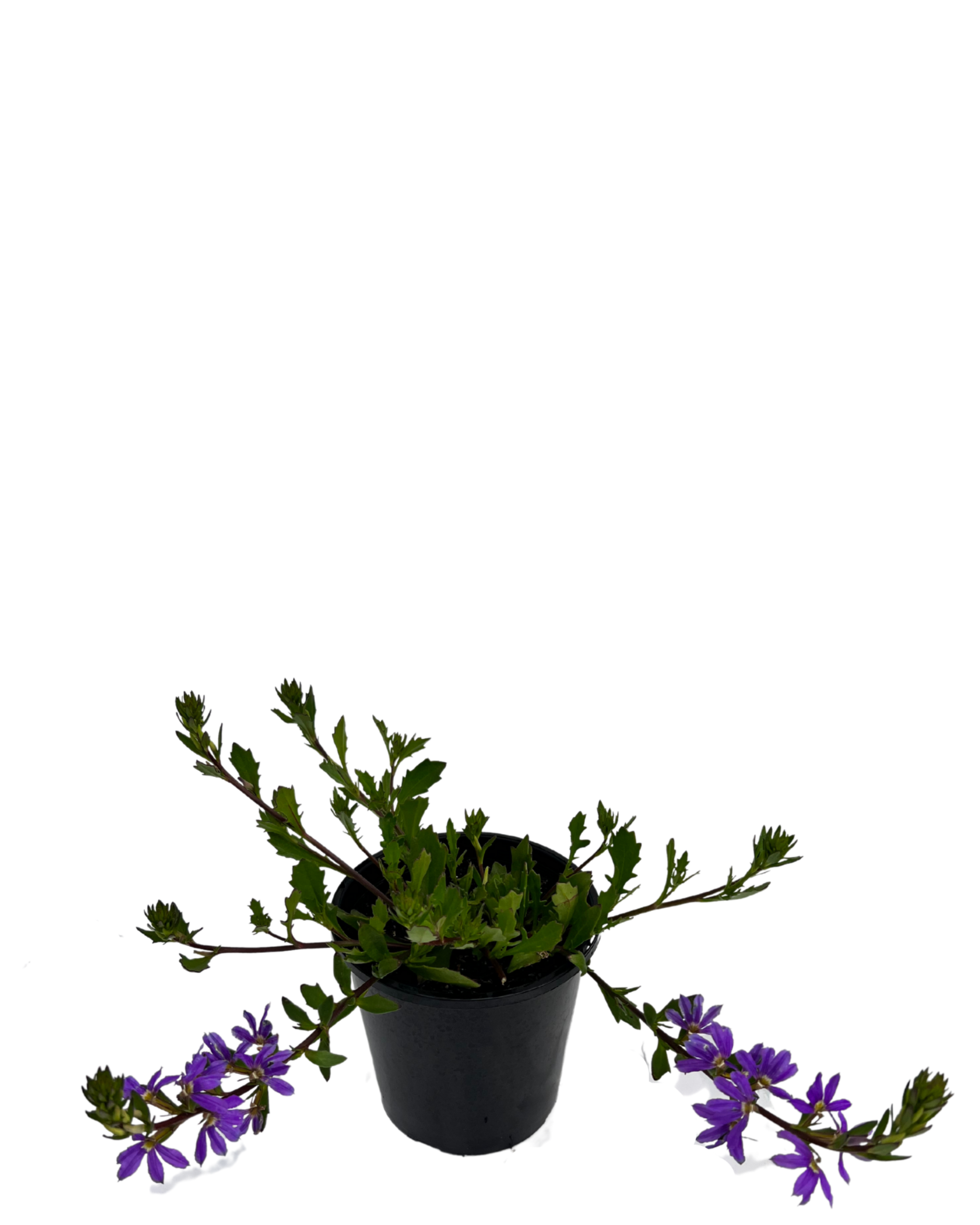 Scaevola Fairy Blue