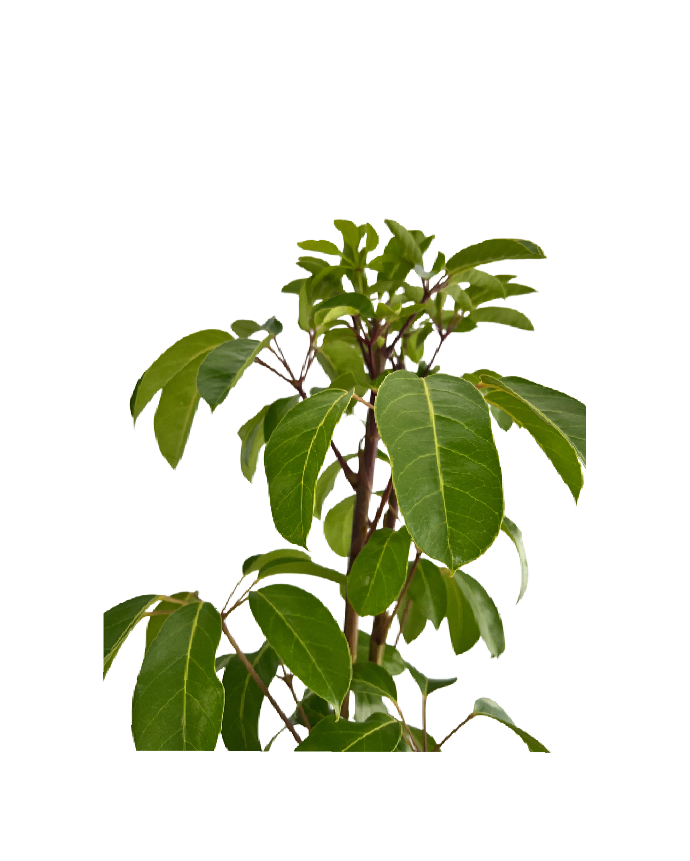 Umbrella Tree - Schefflera Amate