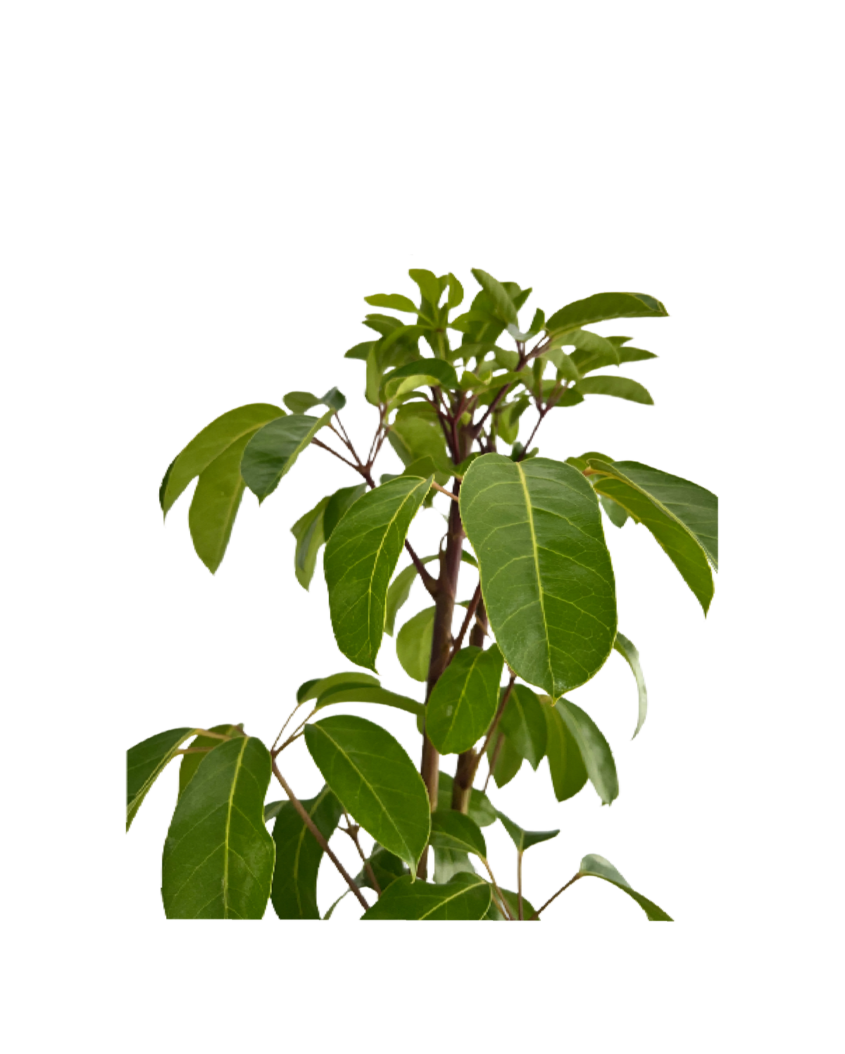 Umbrella Tree Schefflera Amate