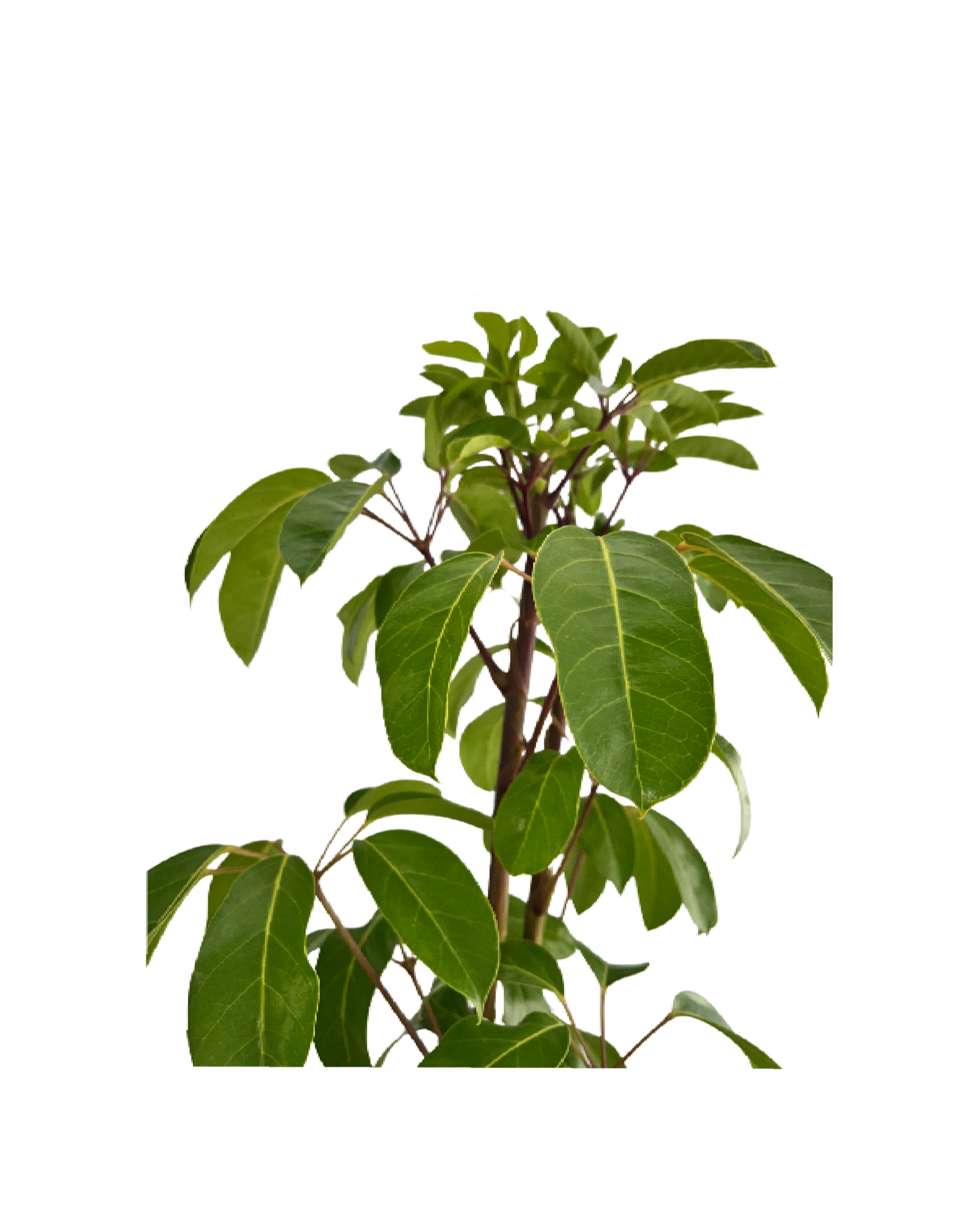 Umbrella Tree Schefflera Amate