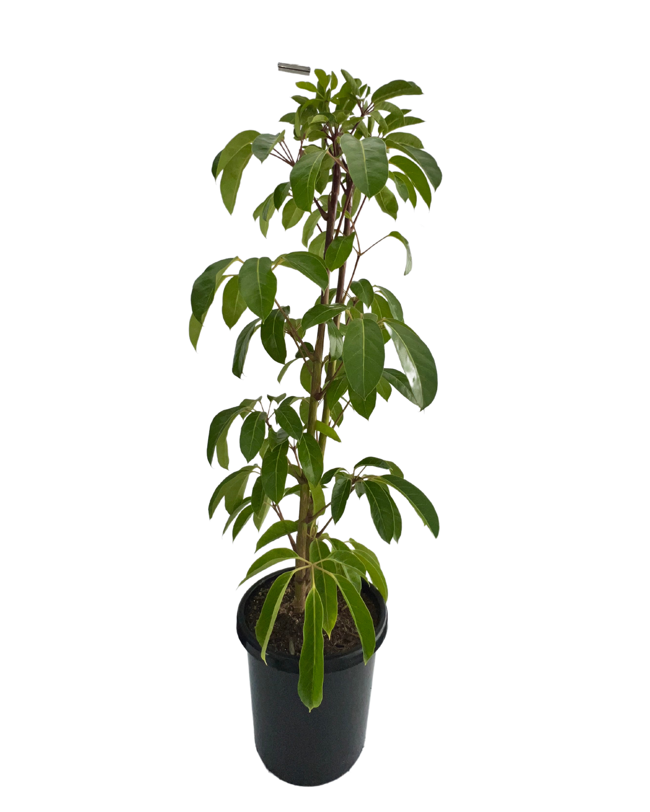 Umbrella Tree - Schefflera Amate