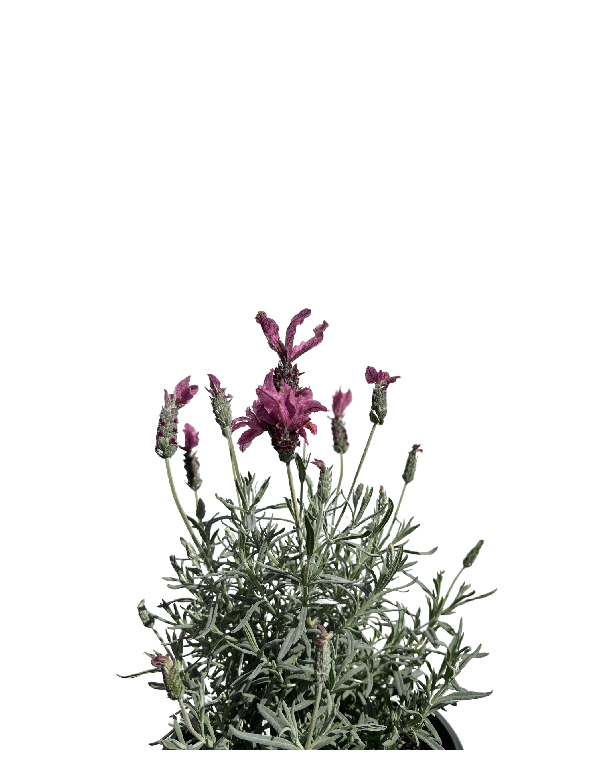 Lavender - Lavandula Silver Princess