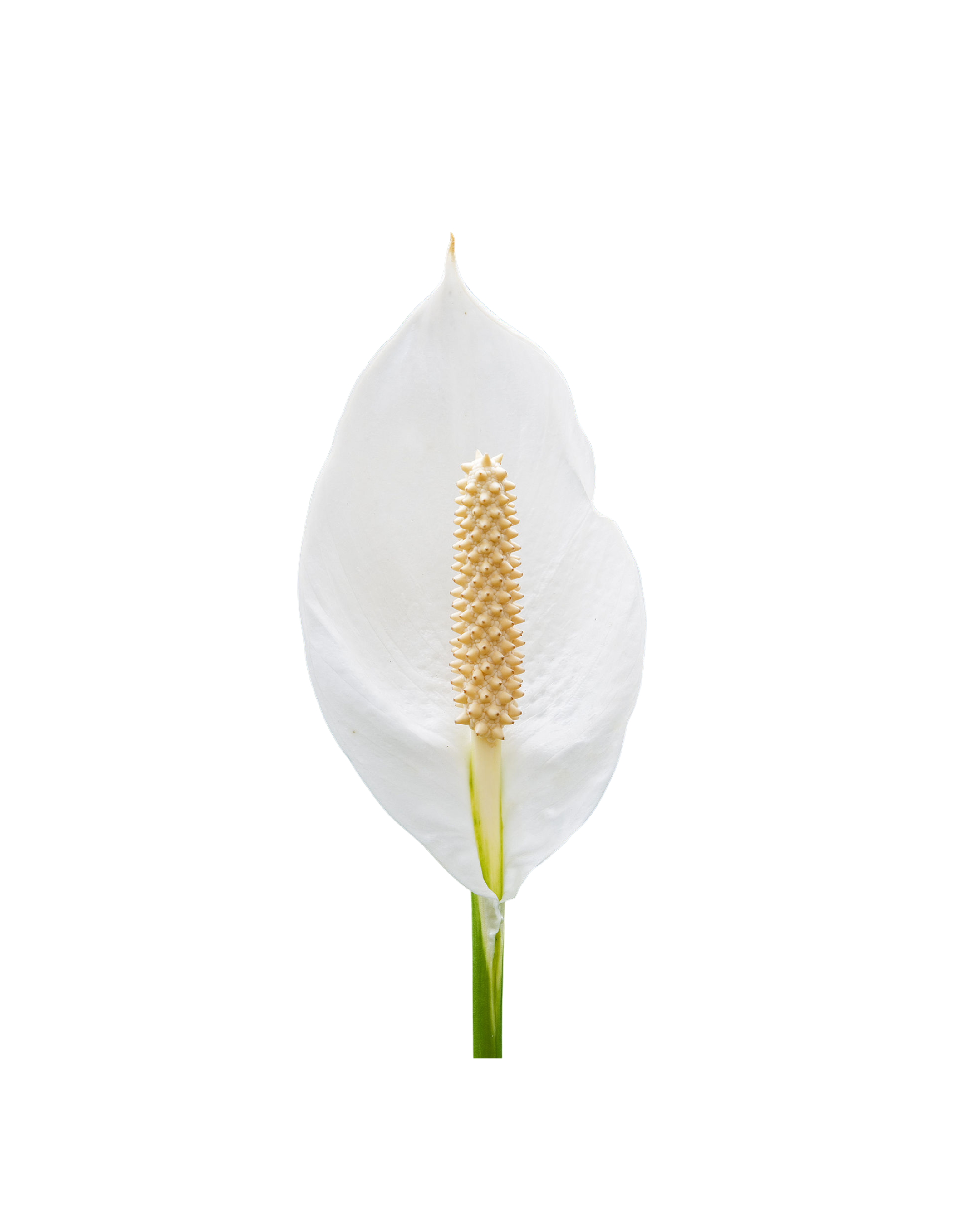 Peace Lily - Spathiphyllum Sensation Little