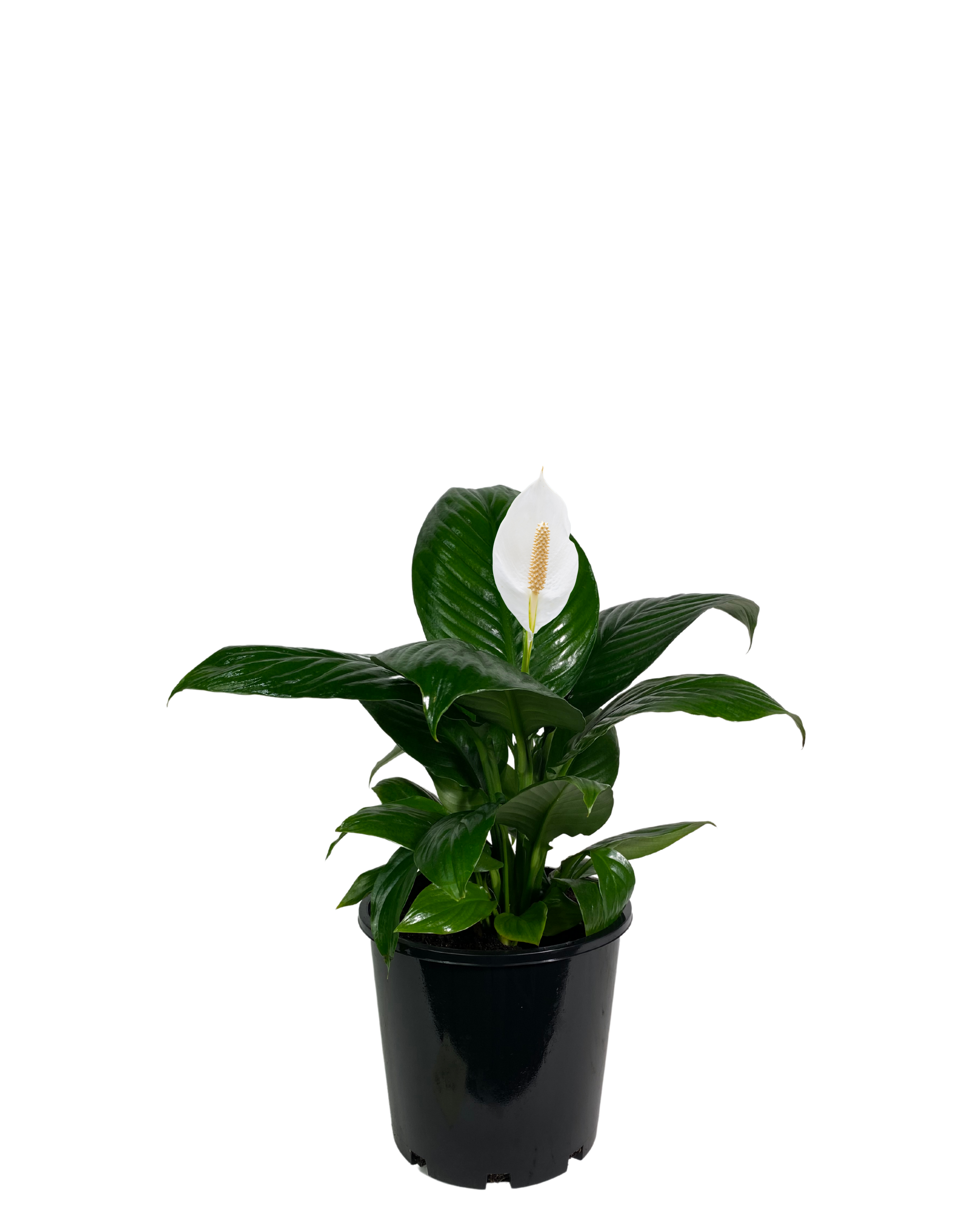 Peace Lily - Spathiphyllum Sensation Little