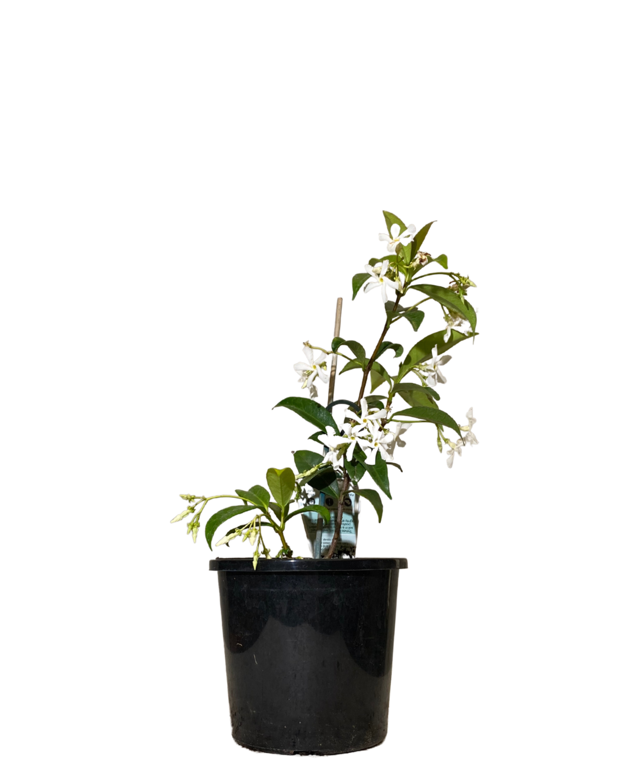 Star Jasmine - Trachelospermum Jasminoides
