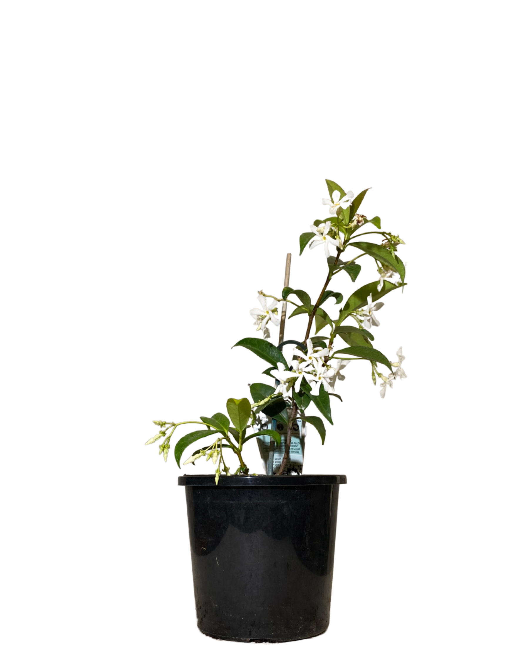 Star Jasmine Trachelospermum Jasminoides