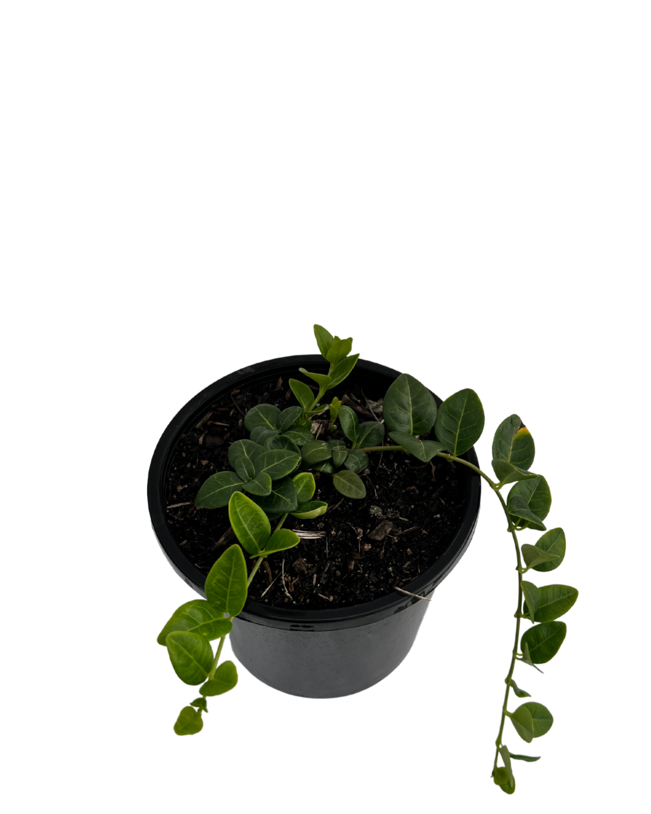 Vinca Minor Blue