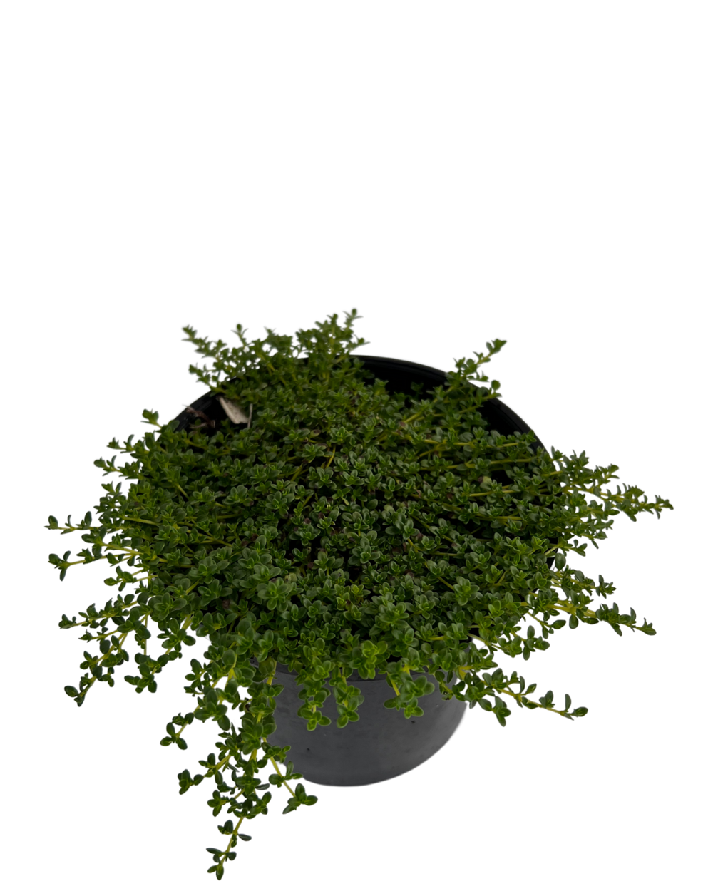 White Creeping Thyme THYMUS SERPYLLUM ALBUS