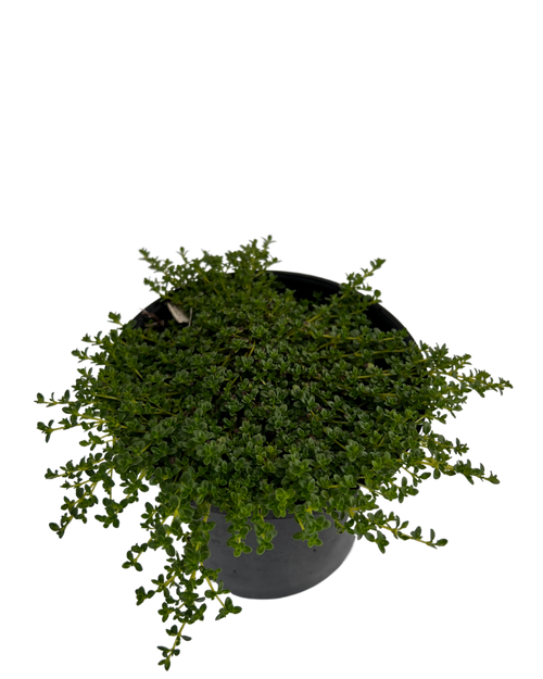 White Creeping Thyme THYMUS SERPYLLUM ALBUS