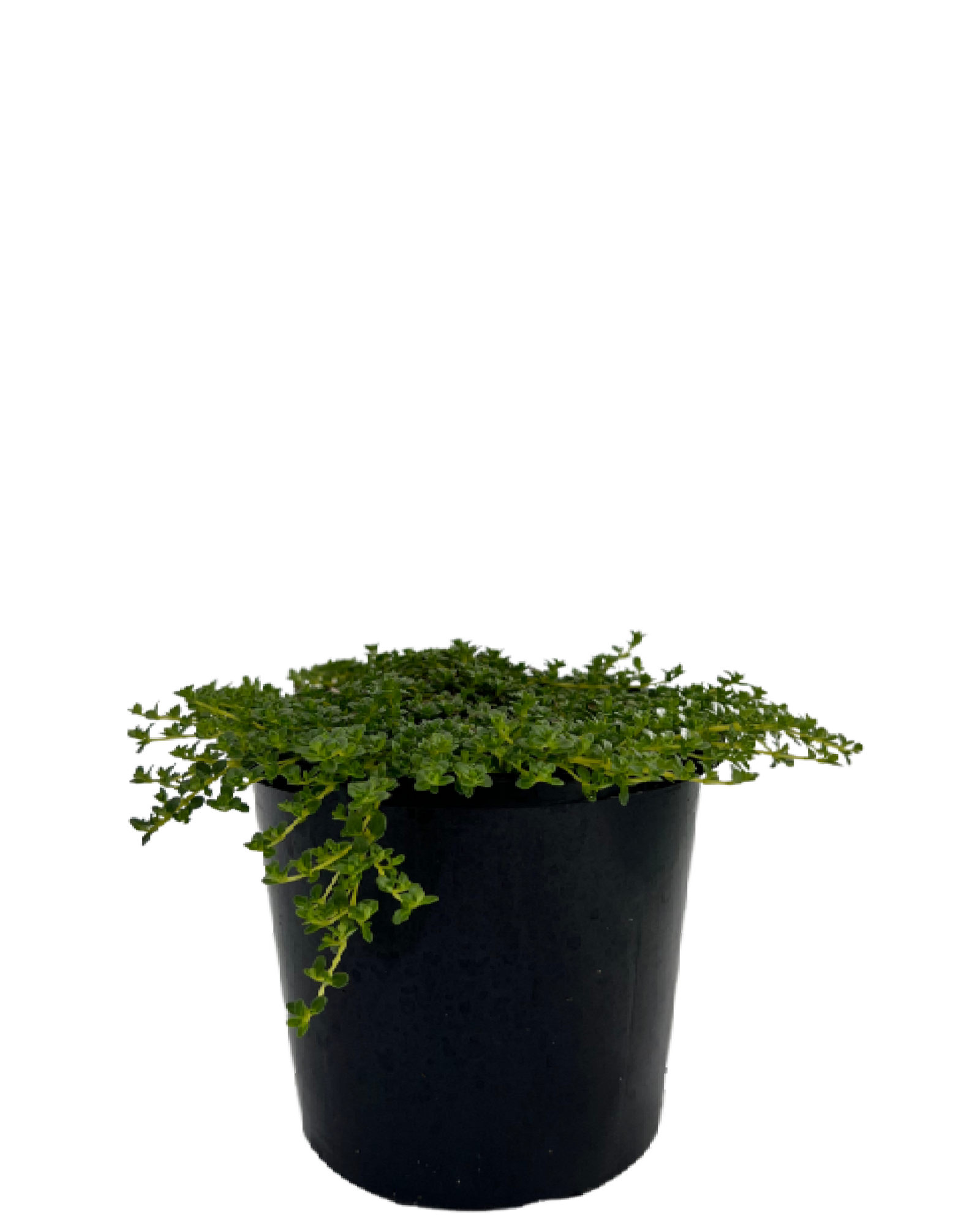 White Creeping Thyme THYMUS SERPYLLUM ALBUS