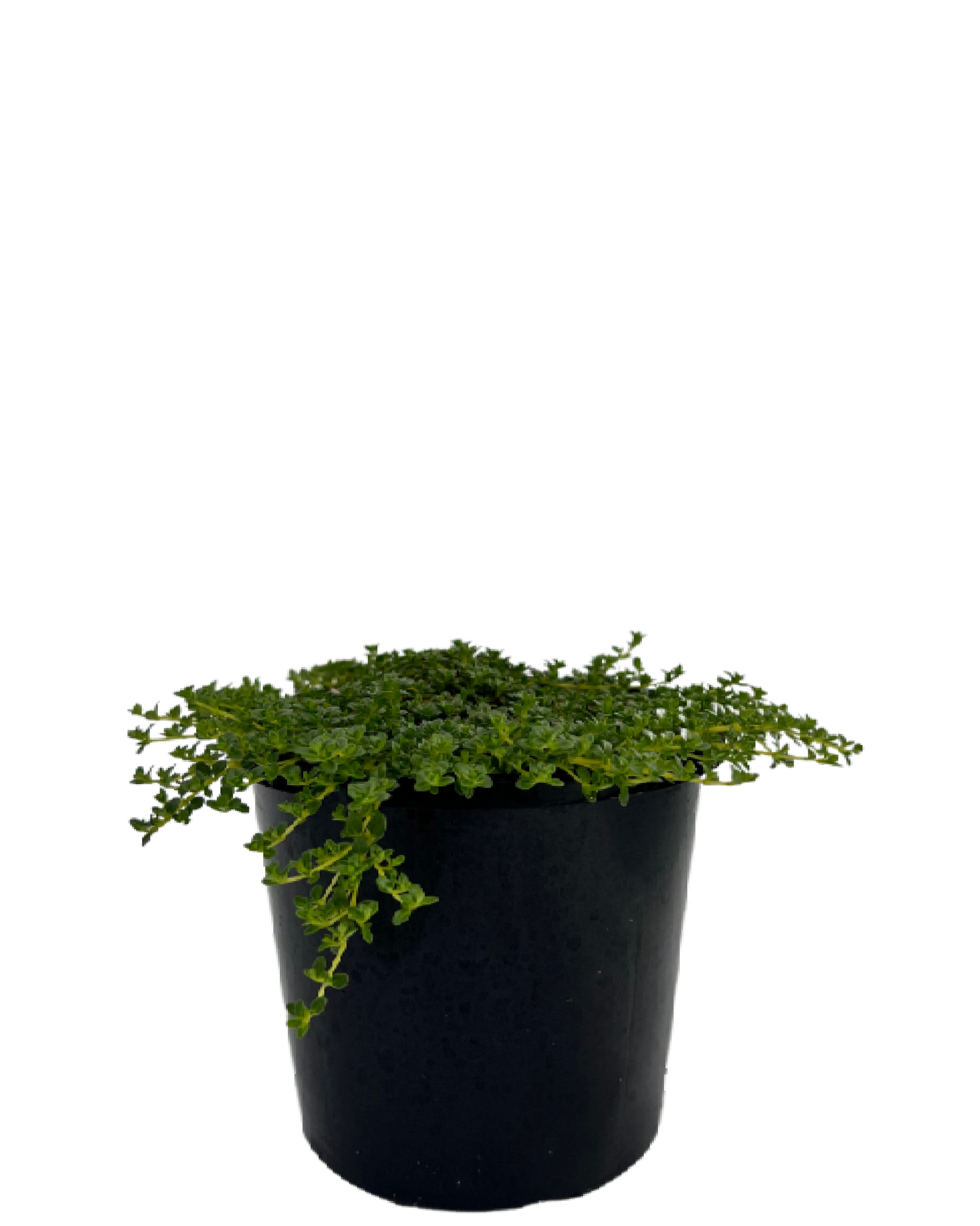 White Creeping Thyme THYMUS SERPYLLUM ALBUS